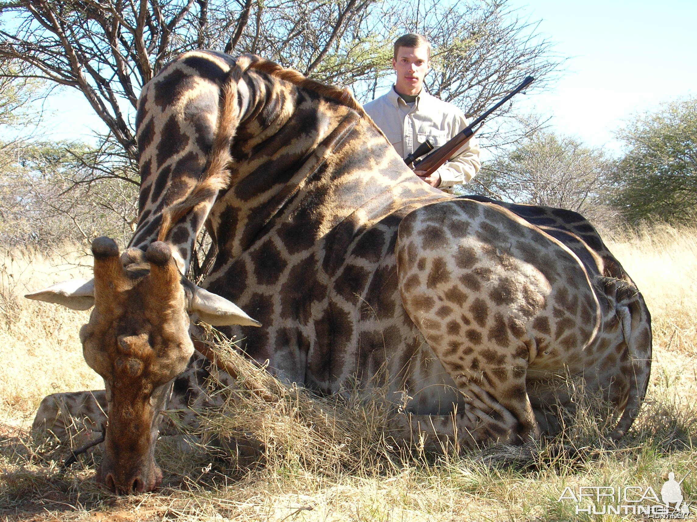 Hunting Giraffe in Namibia