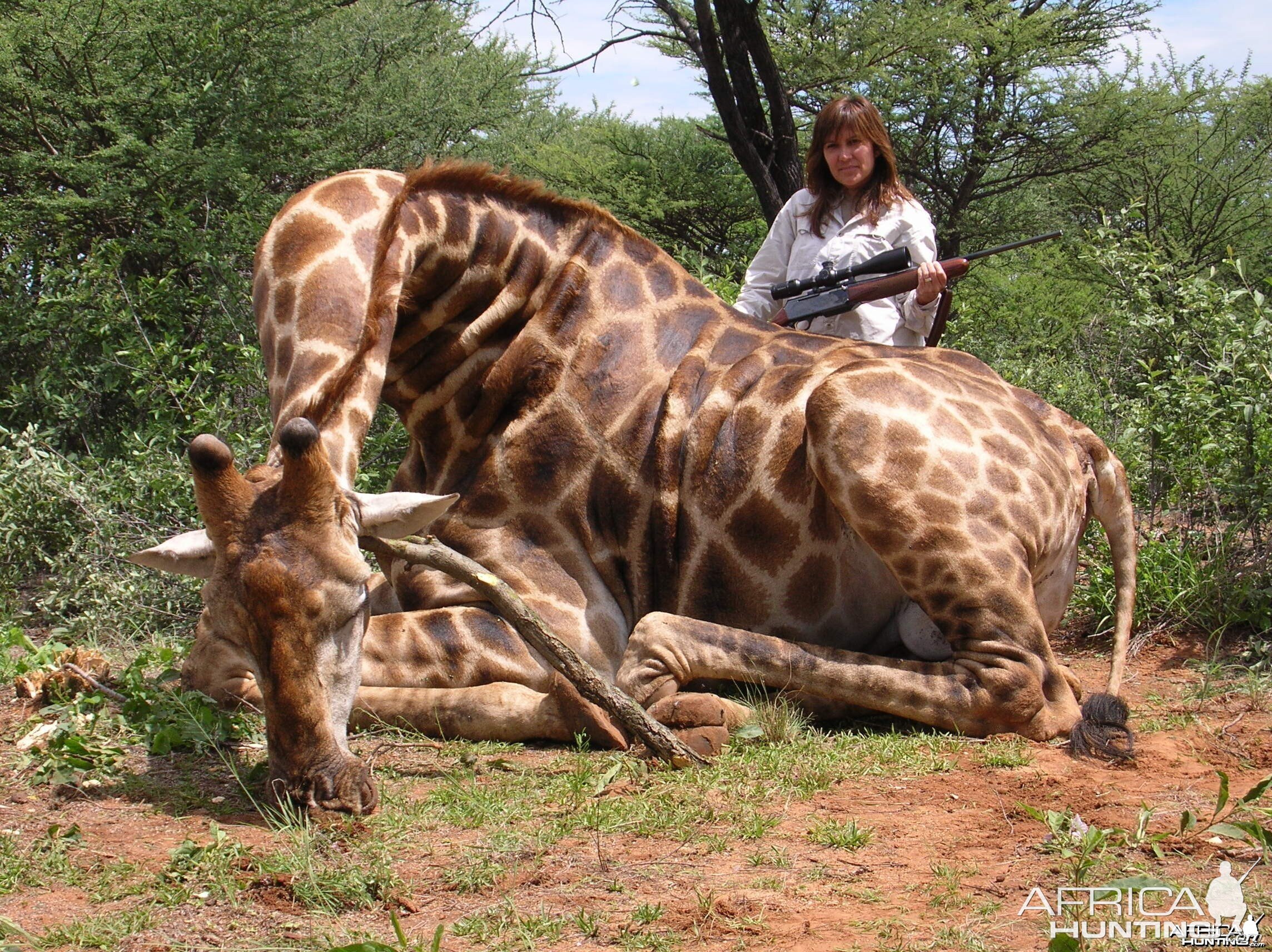 Hunting Giraffe in Namibia