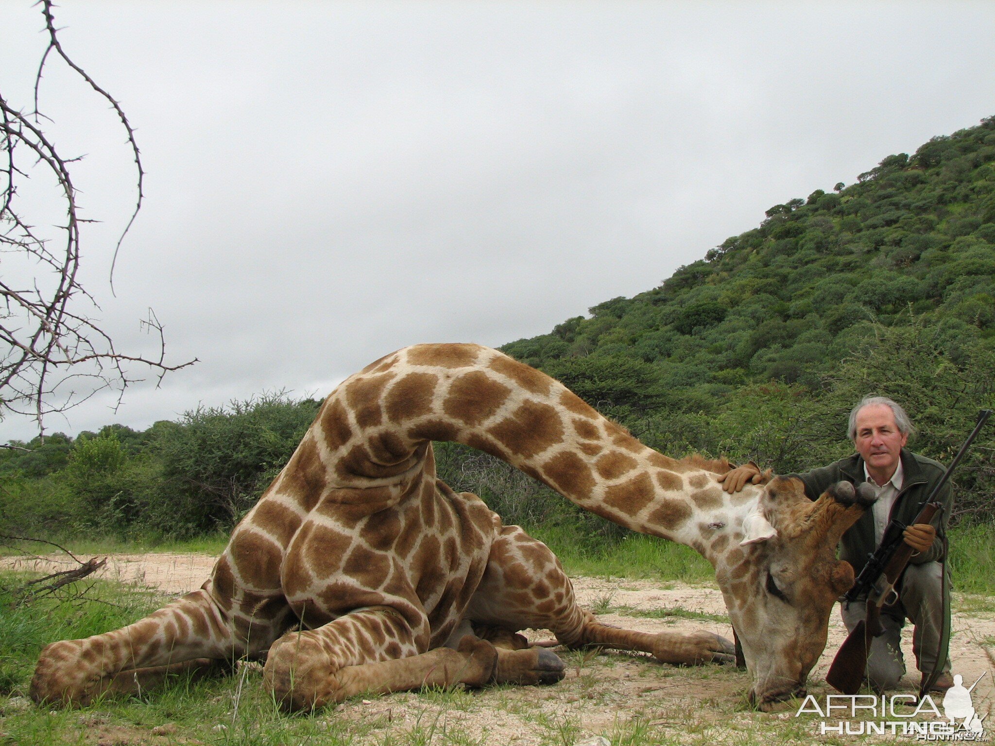 Hunting Giraffe in Namibia