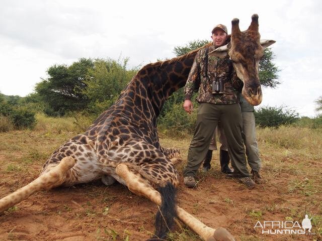 Hunting Giraffe in South Africa