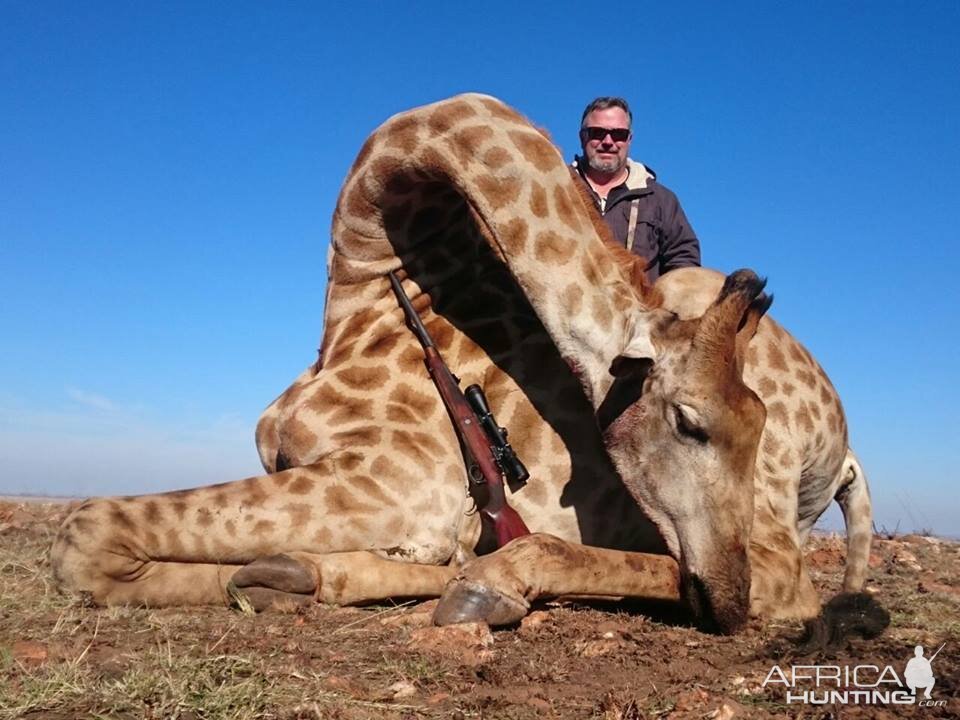 Hunting Giraffe in South Africa