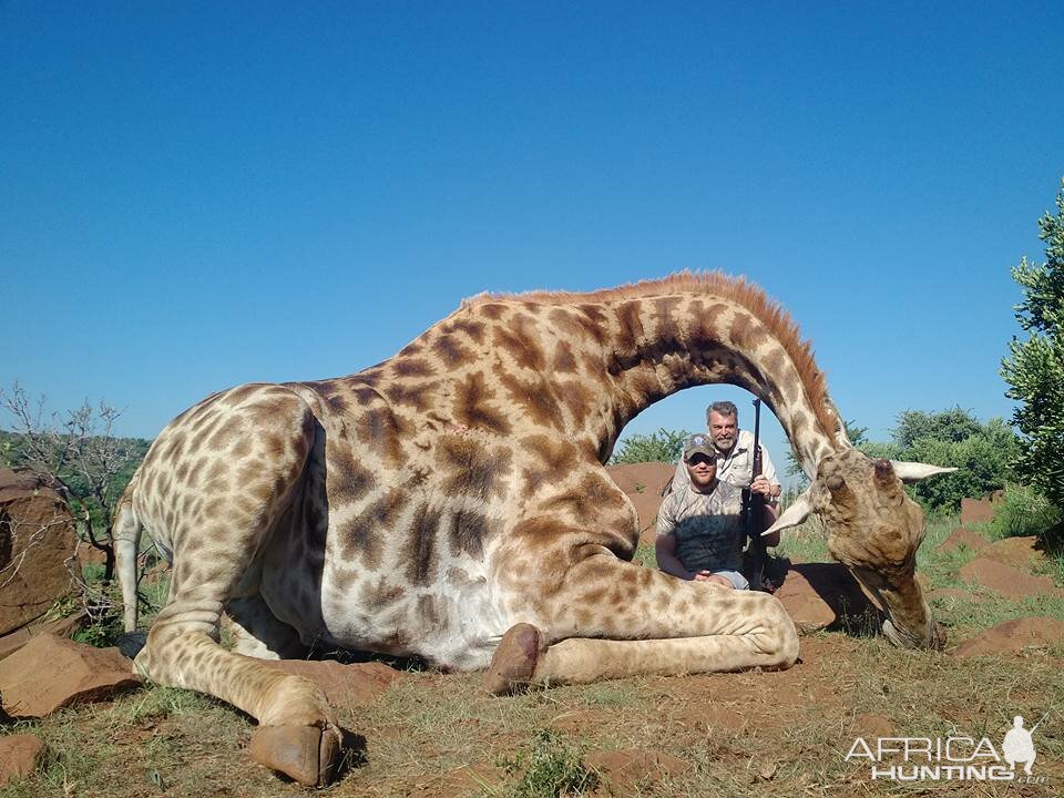 Hunting Giraffe in South Africa