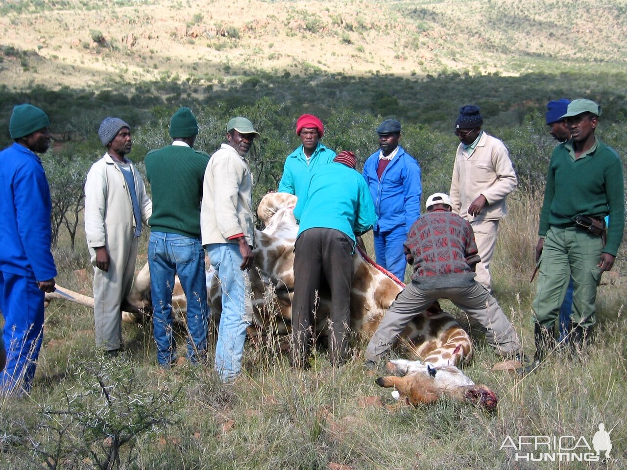 Hunting Giraffe in South Africa