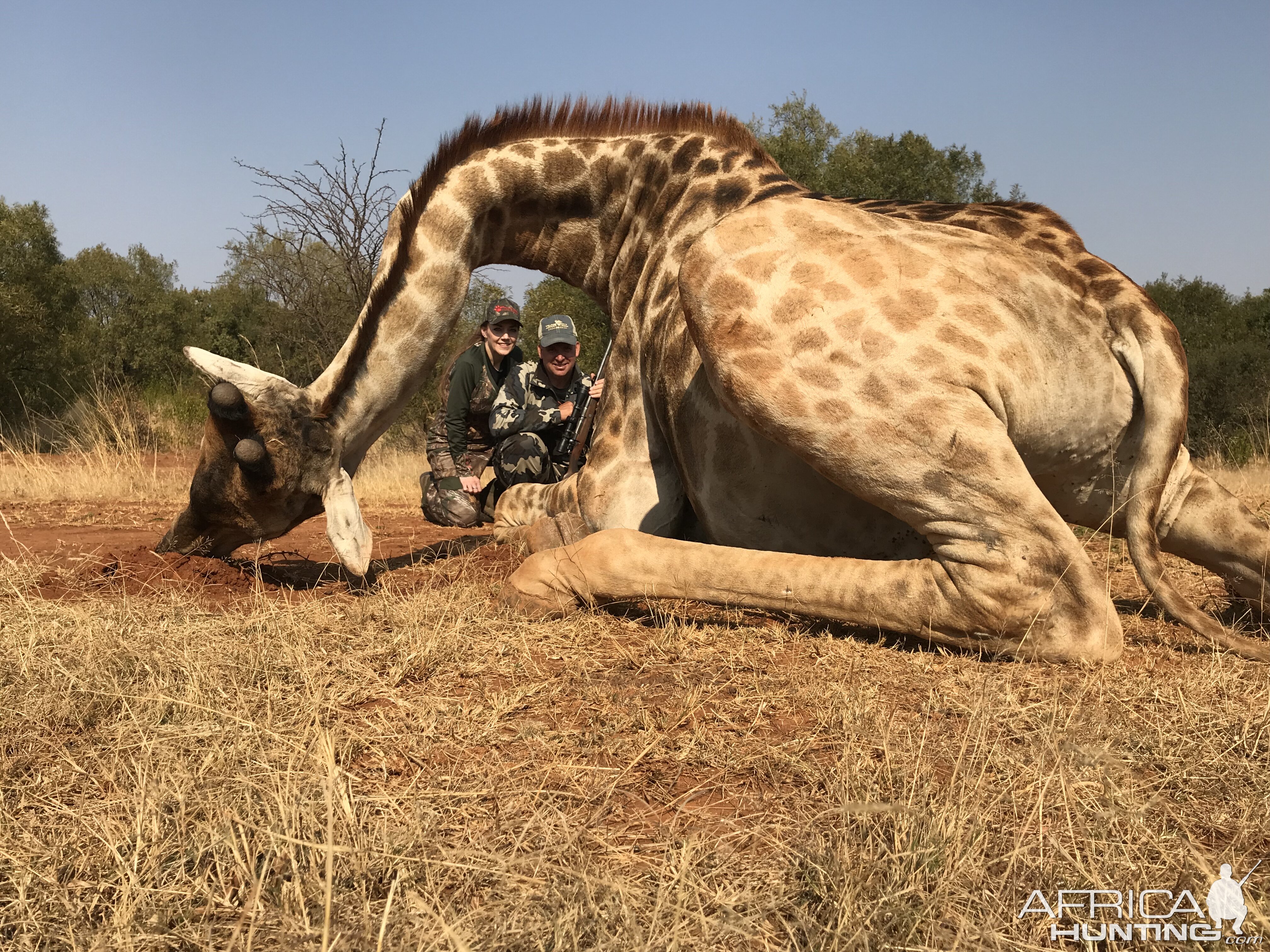 Hunting Giraffe in South Africa