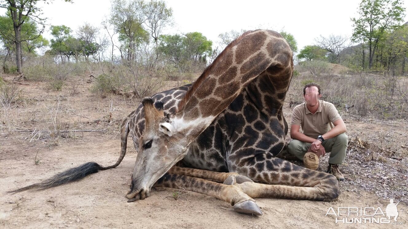 Hunting Giraffe in Zimbabwe