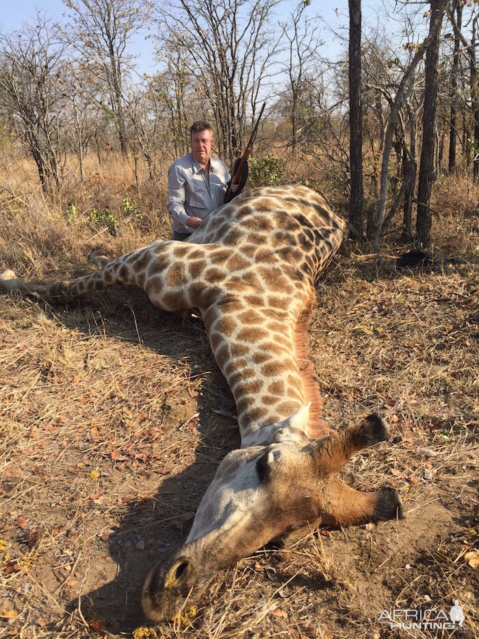 Hunting Giraffe in Zimbabwe