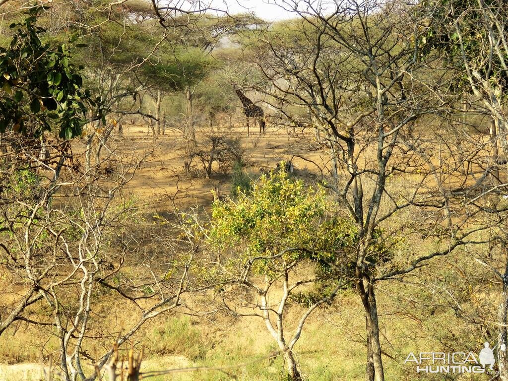 Hunting Giraffe in Zimbabwe