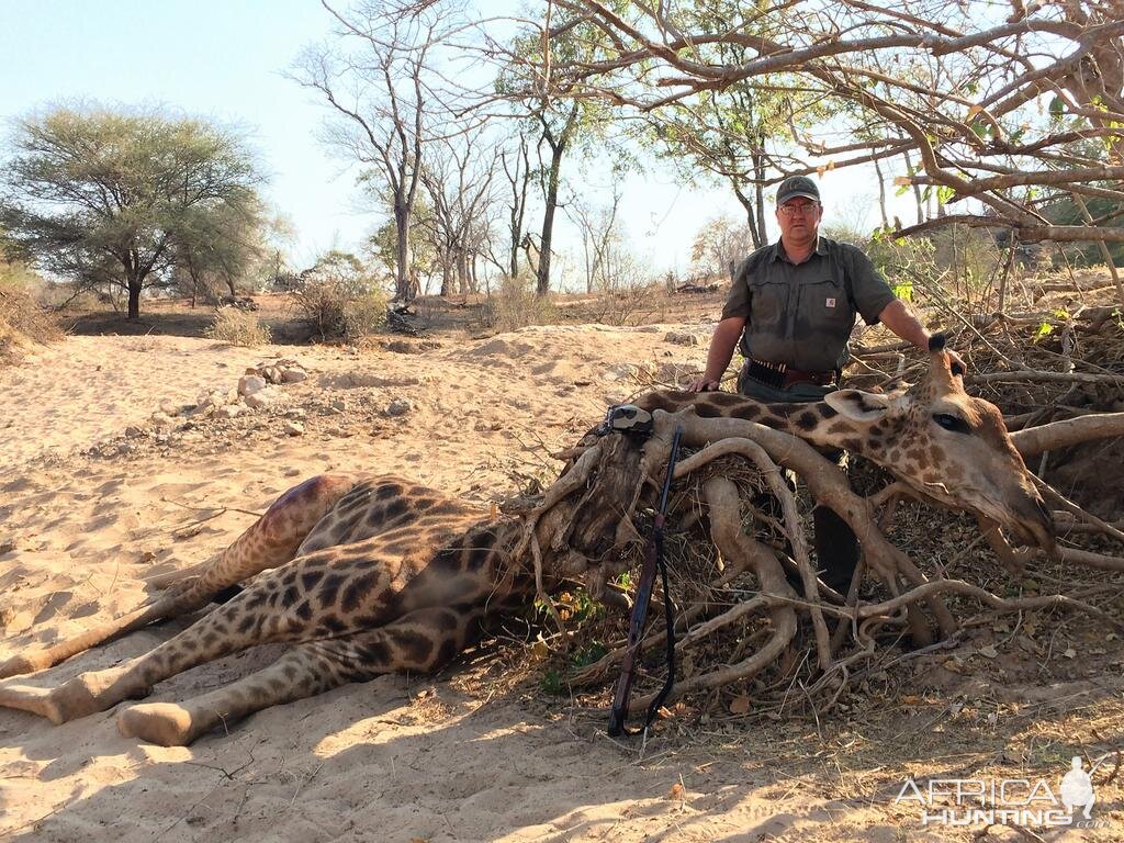 Hunting Giraffe in Zimbabwe