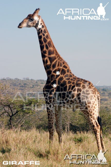 Hunting Giraffe Shot Placement