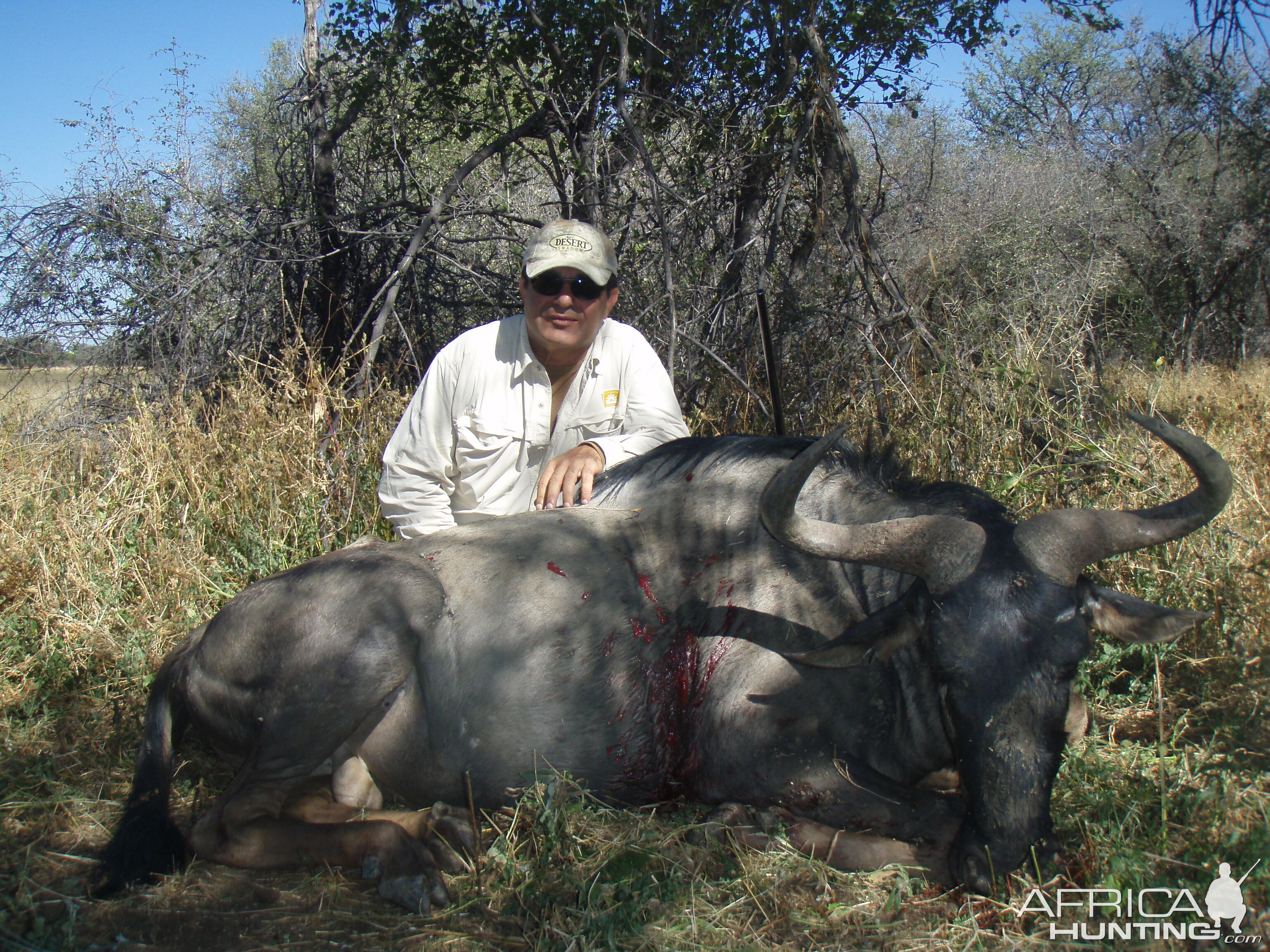 Hunting Gnu in Namibia