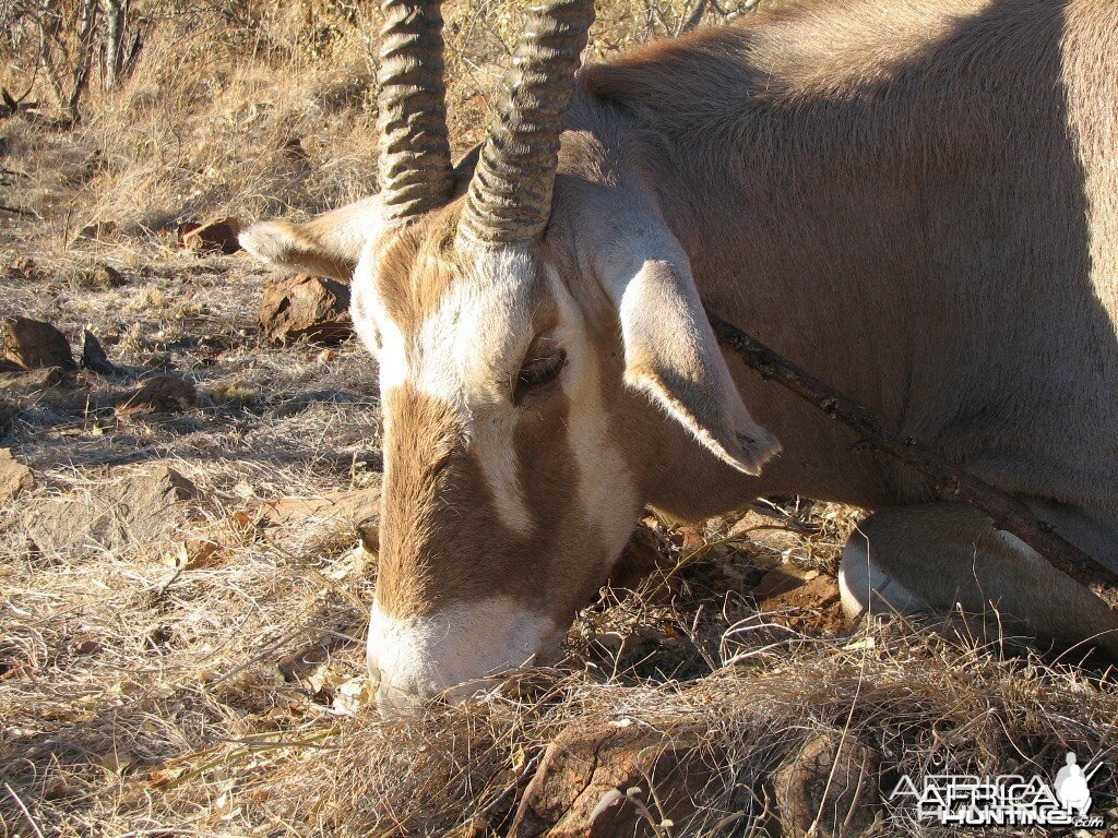 Hunting Golden Oryx in Namibia