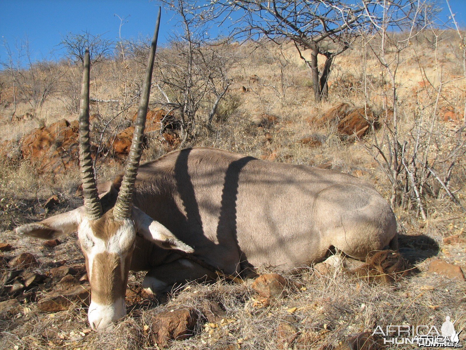 Hunting Golden Oryx in Namibia