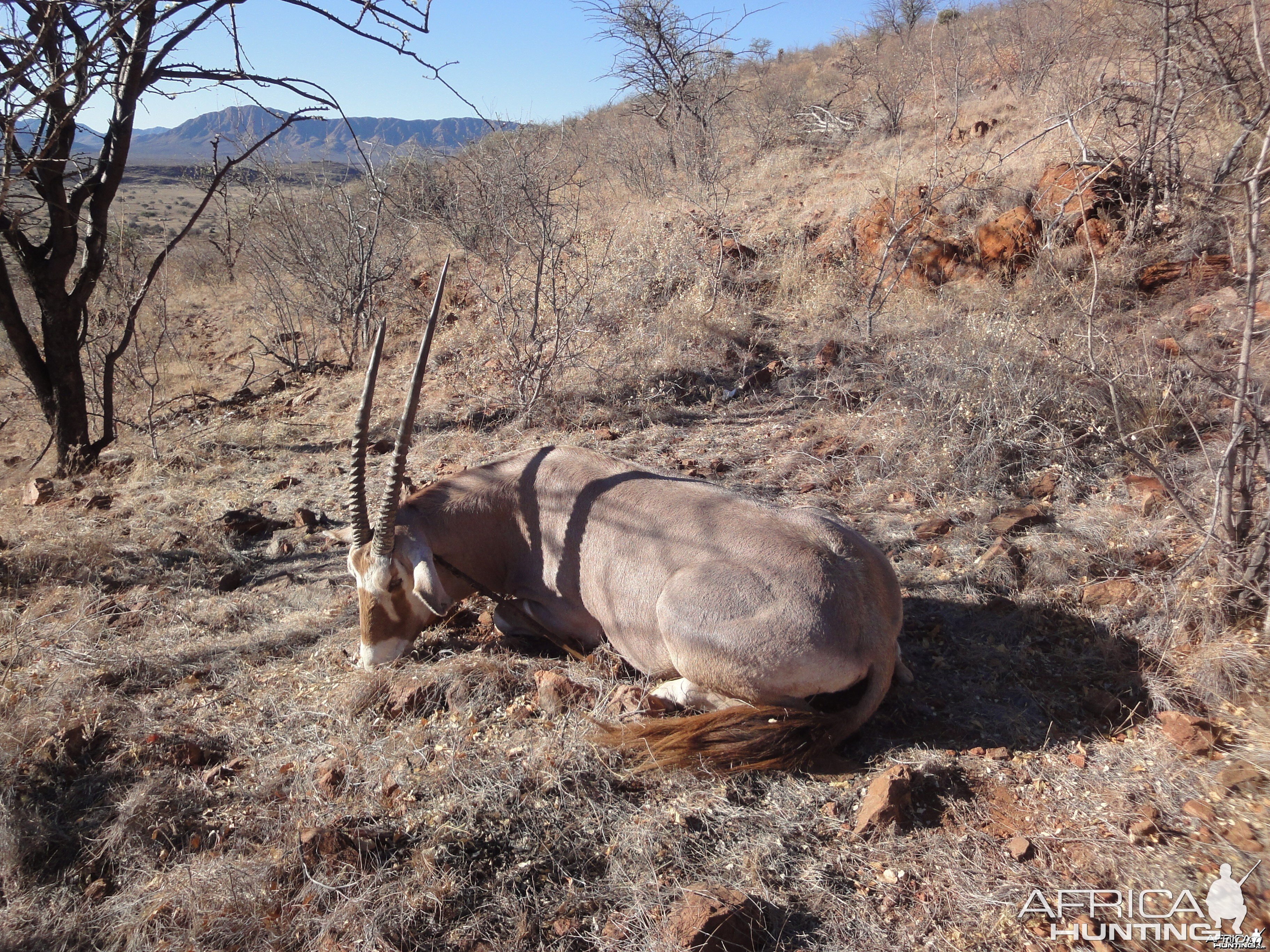 Hunting Golden Oryx in Namibia