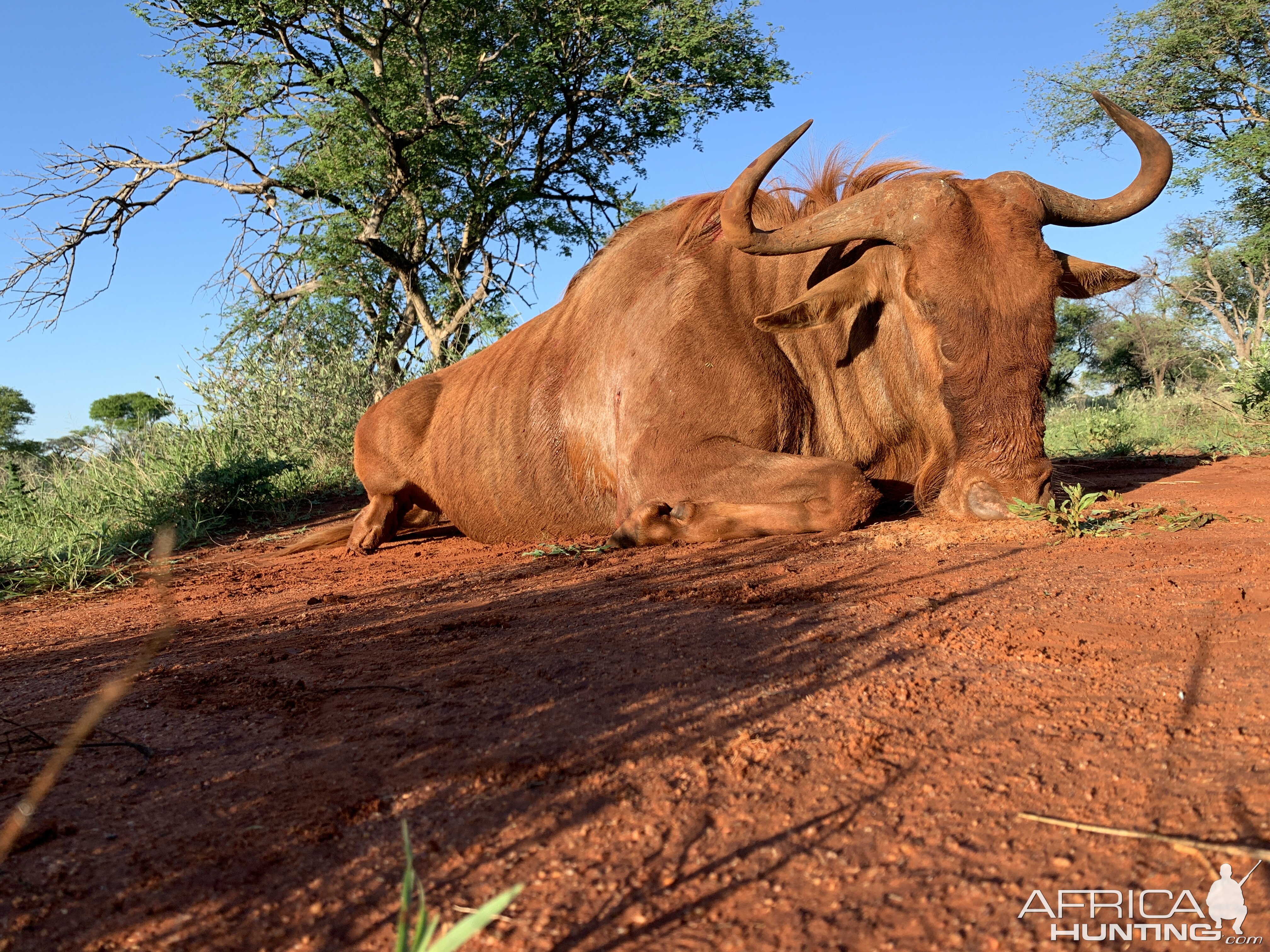 Hunting Golden Wildebeest in South Africa