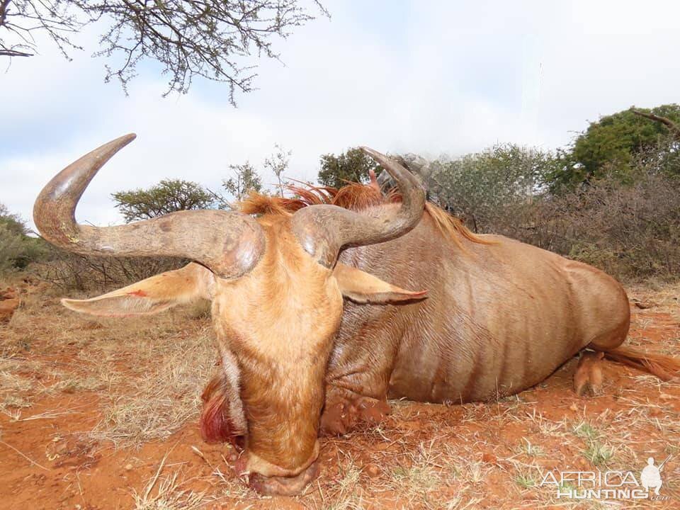 Hunting Golden Wildebeest in South Africa