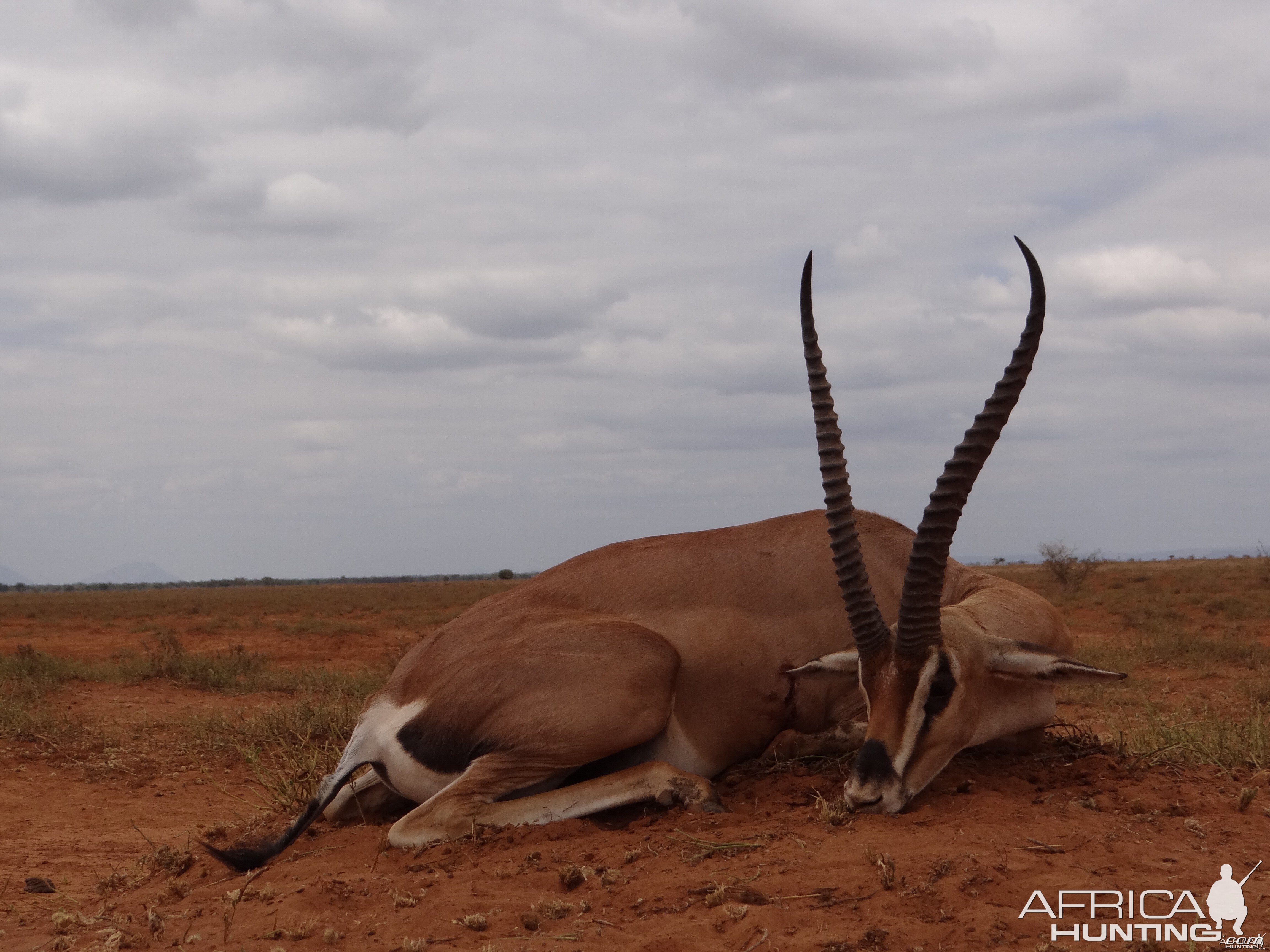 Hunting Grant Gazelle