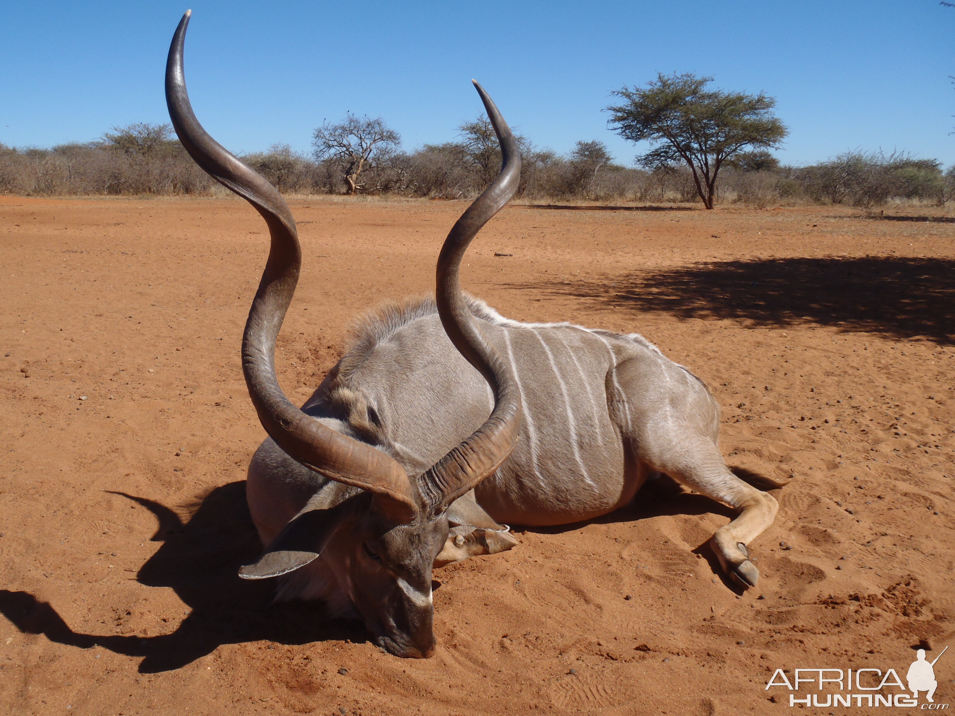 Hunting Greater Kudu in Namibia