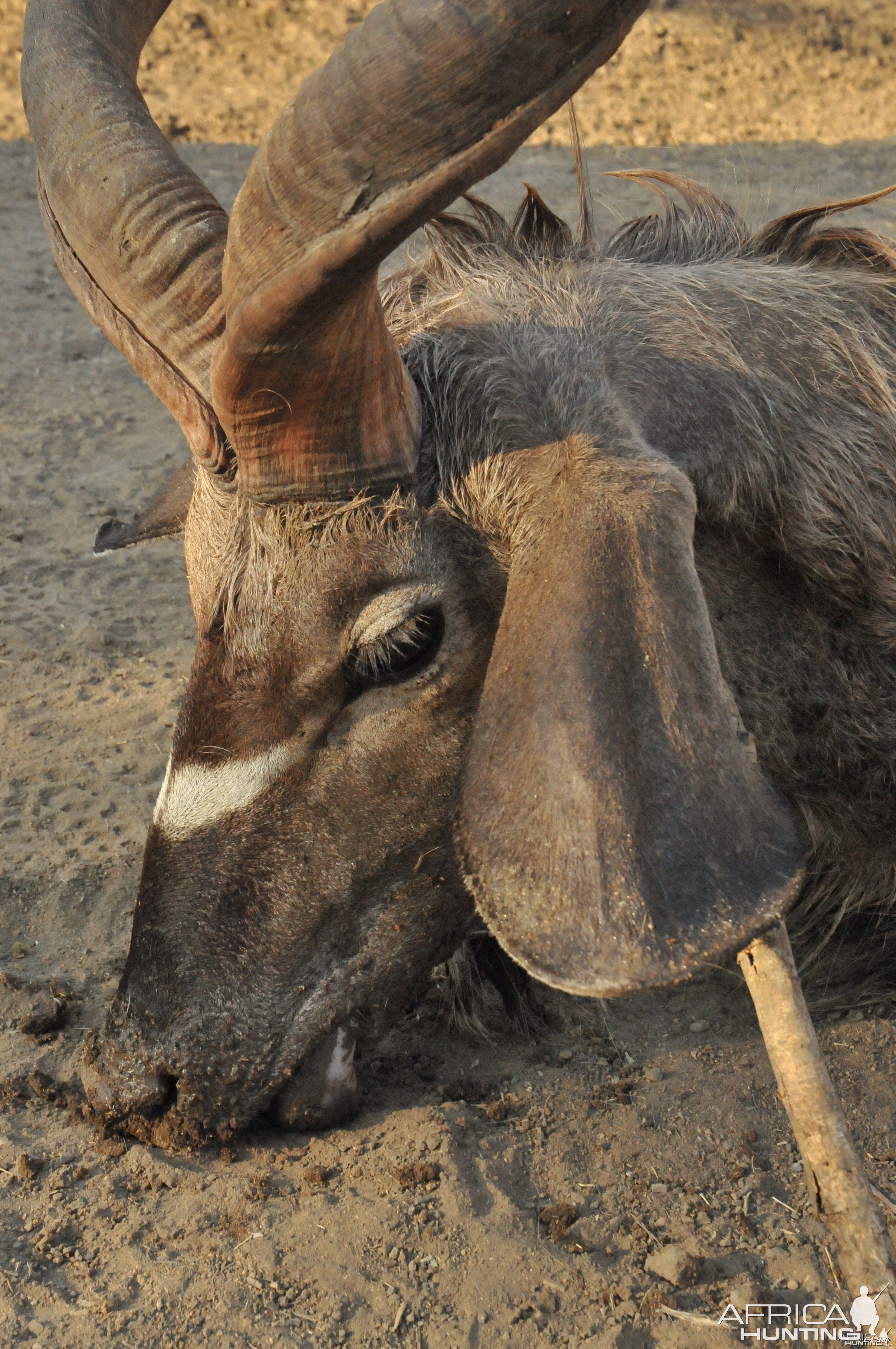 Hunting Greater Kudu in Namibia