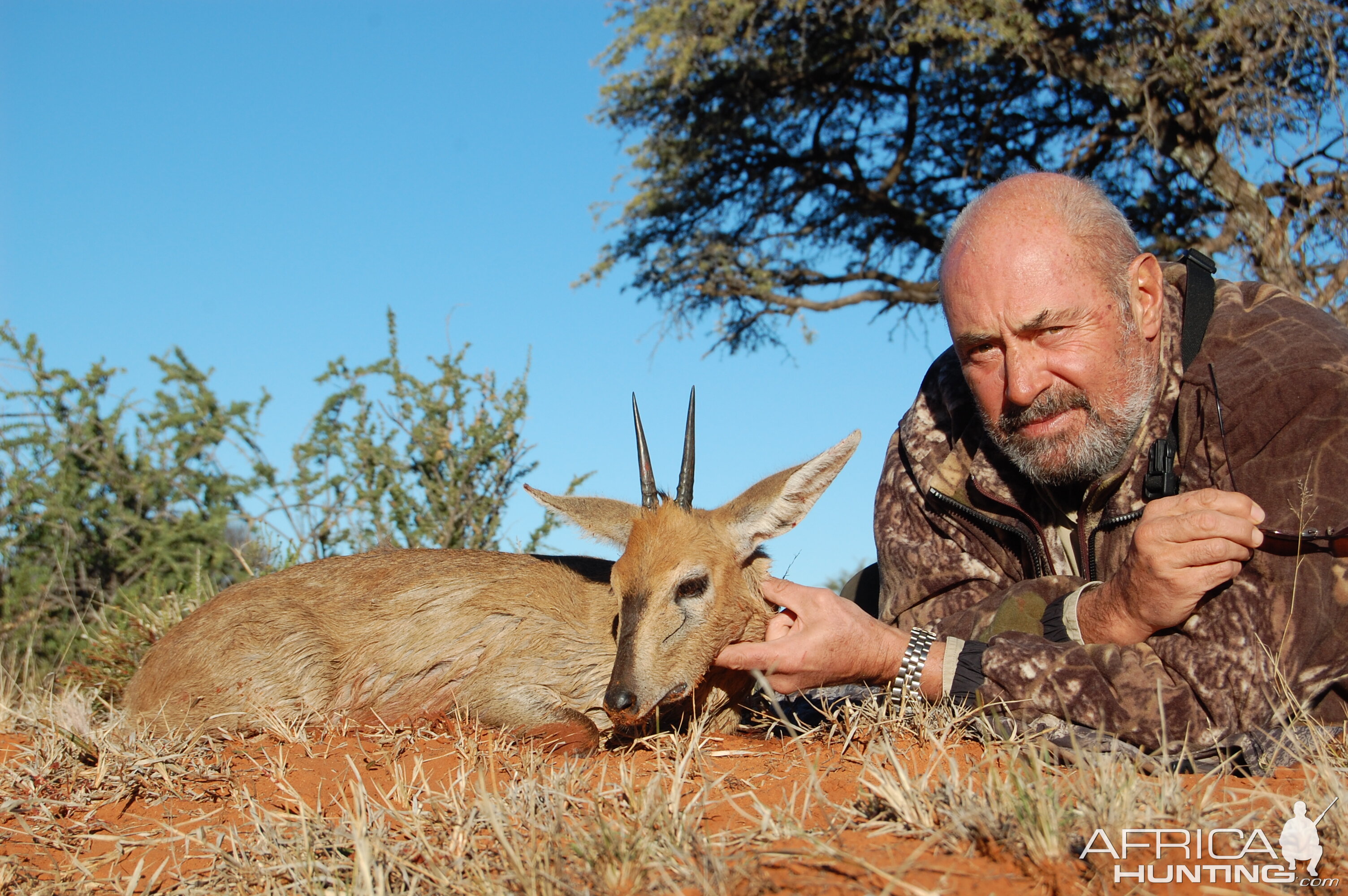 Hunting Grey Duiker with Wintershoek Johnny Vivier Safaris in SA