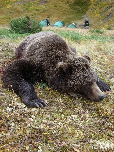 Hunting Grizzly Bear