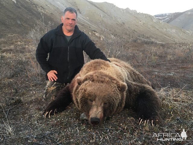 Hunting Grizzly Bear