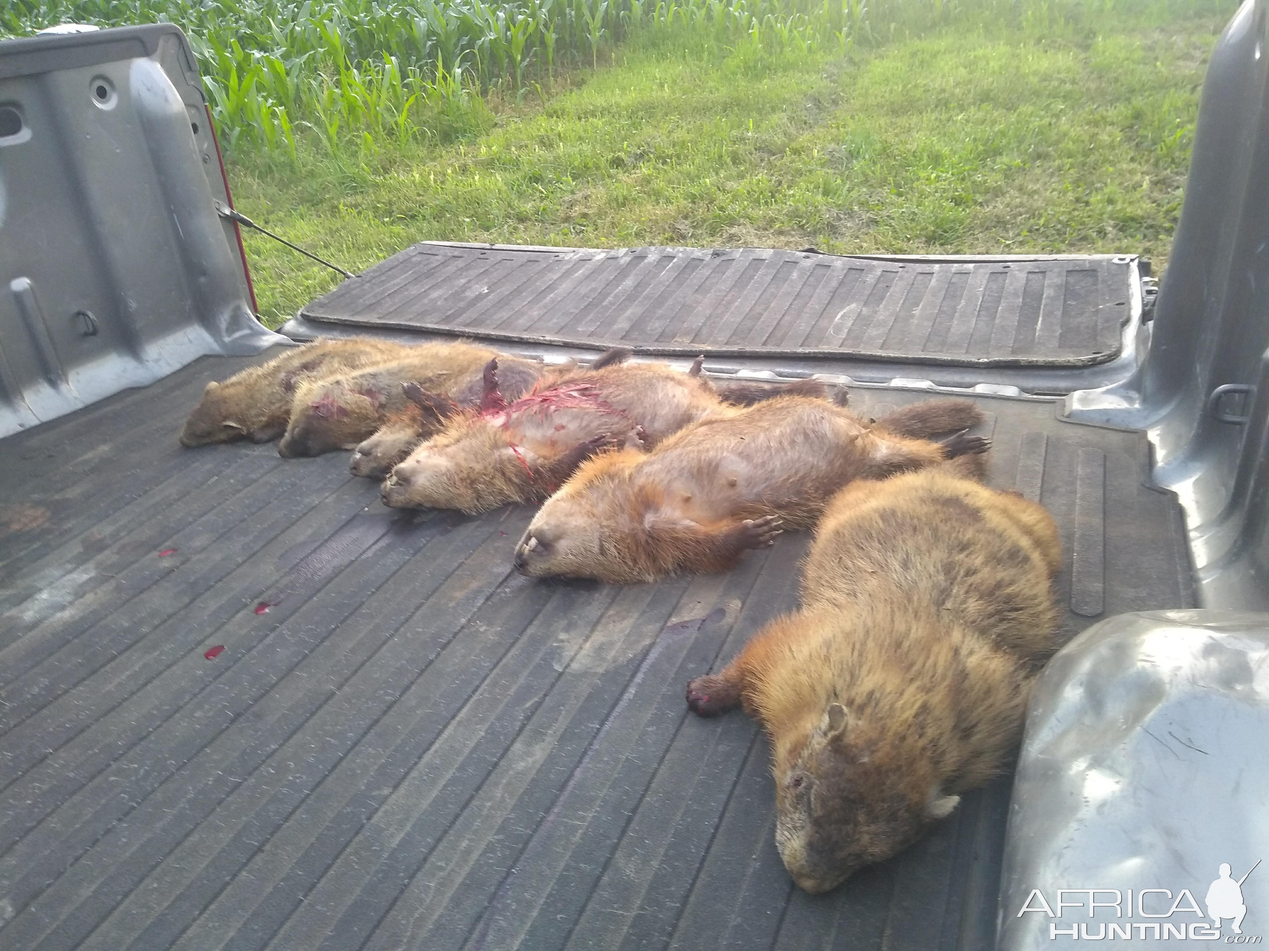 Hunting Groundhogs