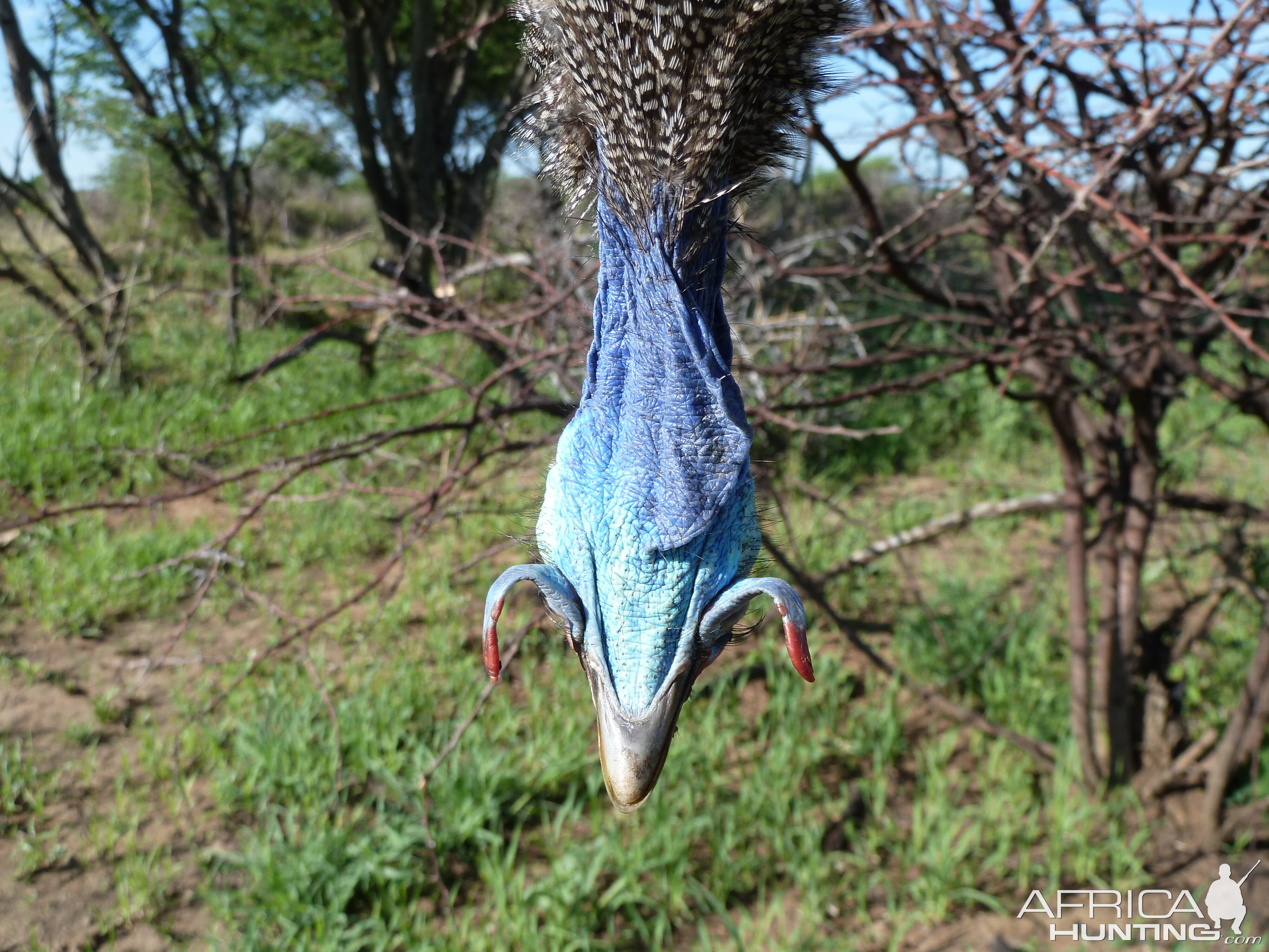 Hunting Guineafowl Namibia