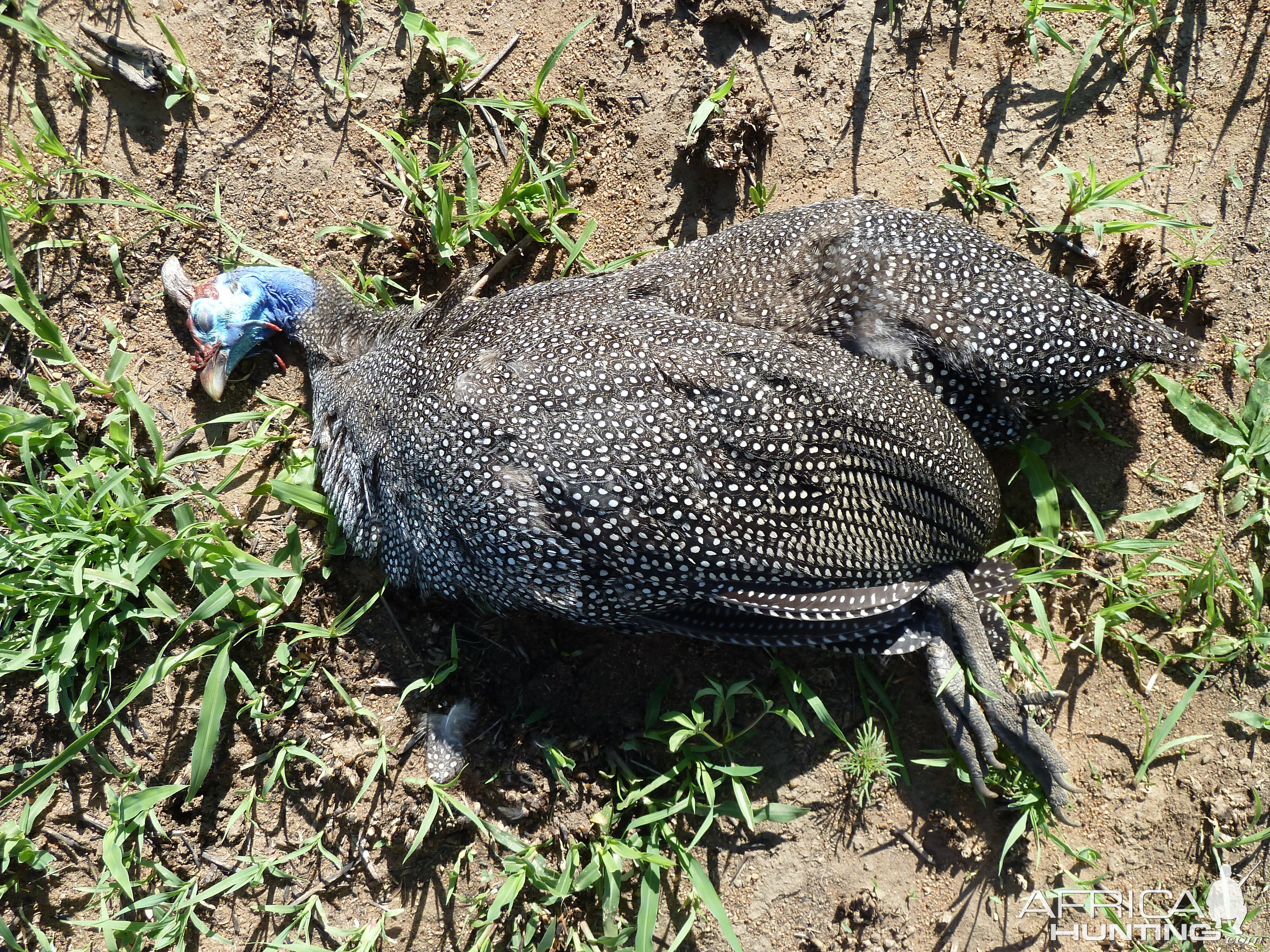 Hunting Guineafowl Namibia