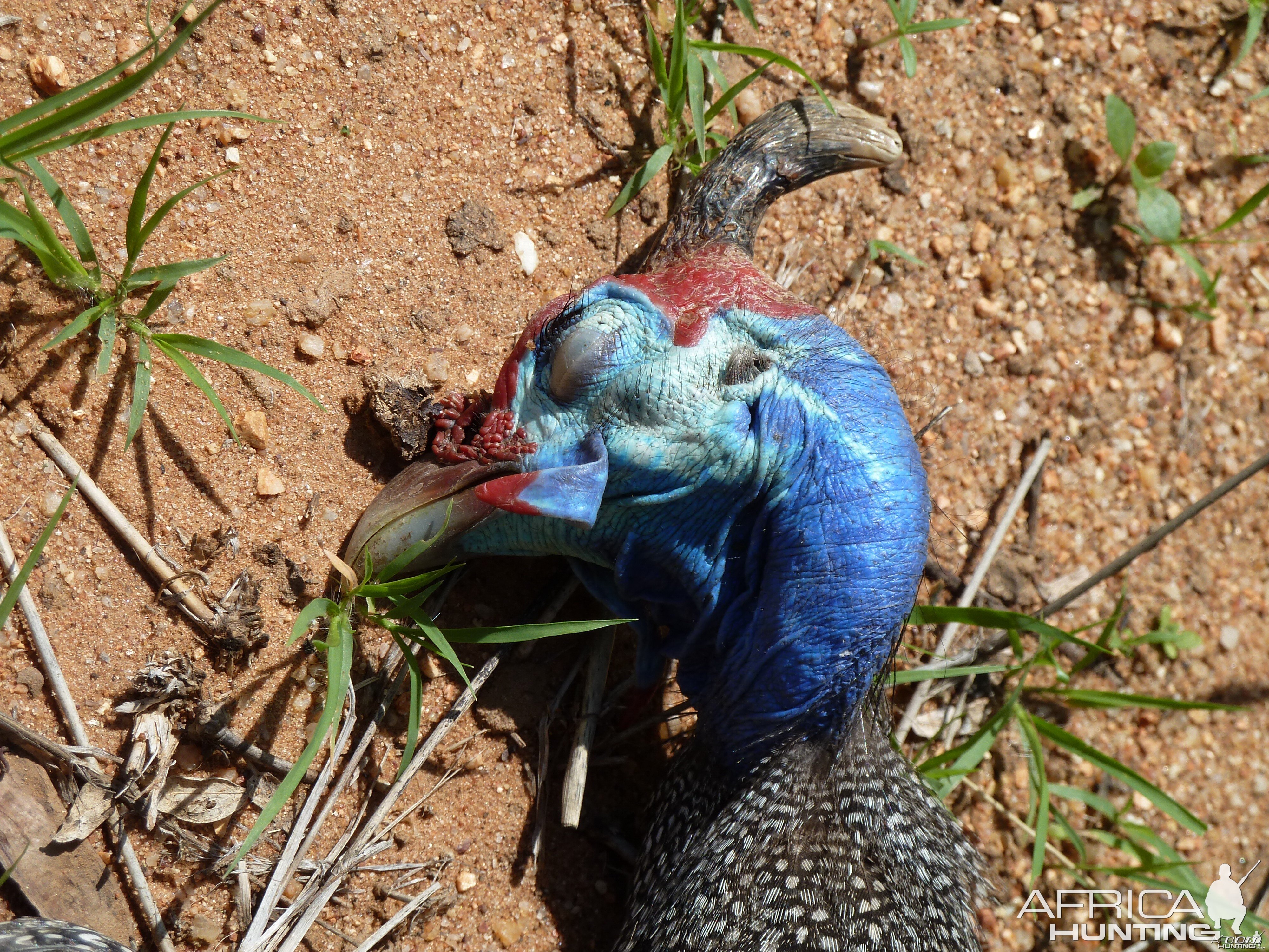 Hunting Guineafowl Namibia