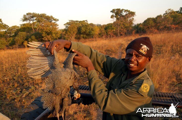 Hunting Guineafowl