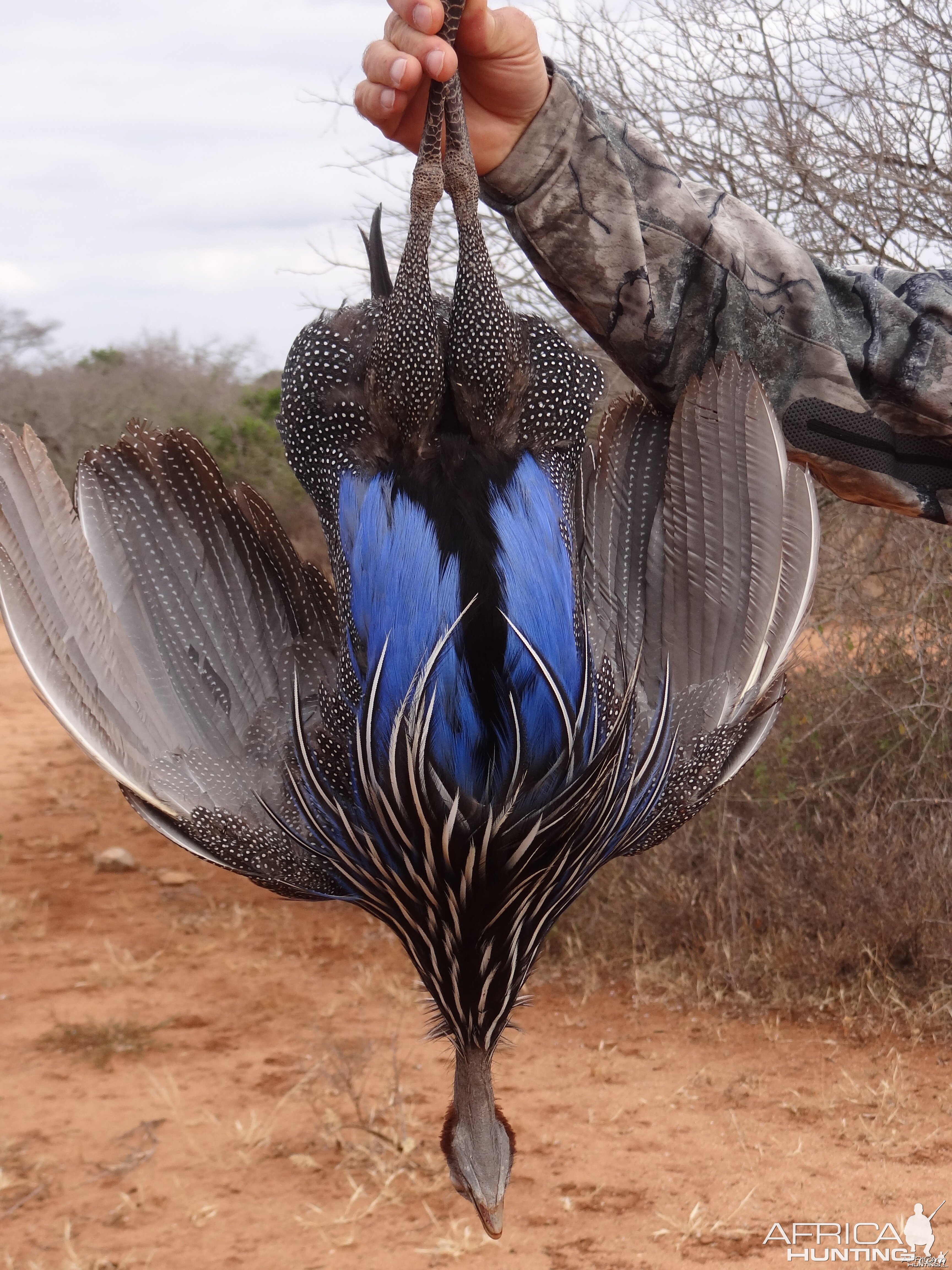 Hunting Guineafowl