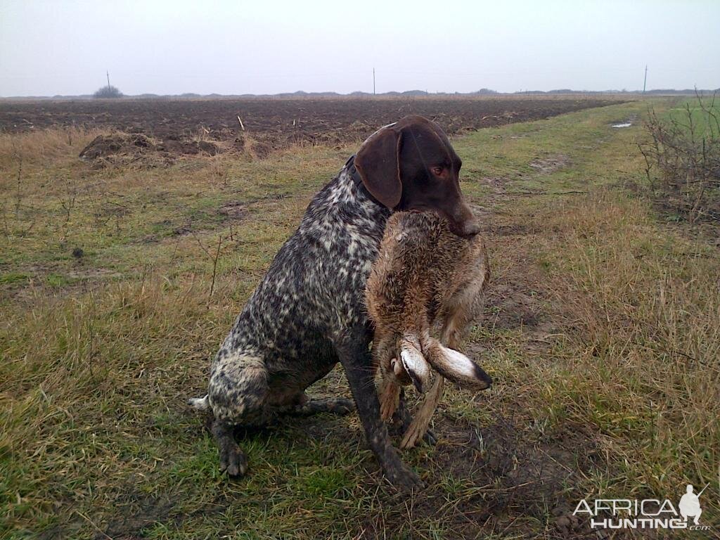 Hunting Hare Romania