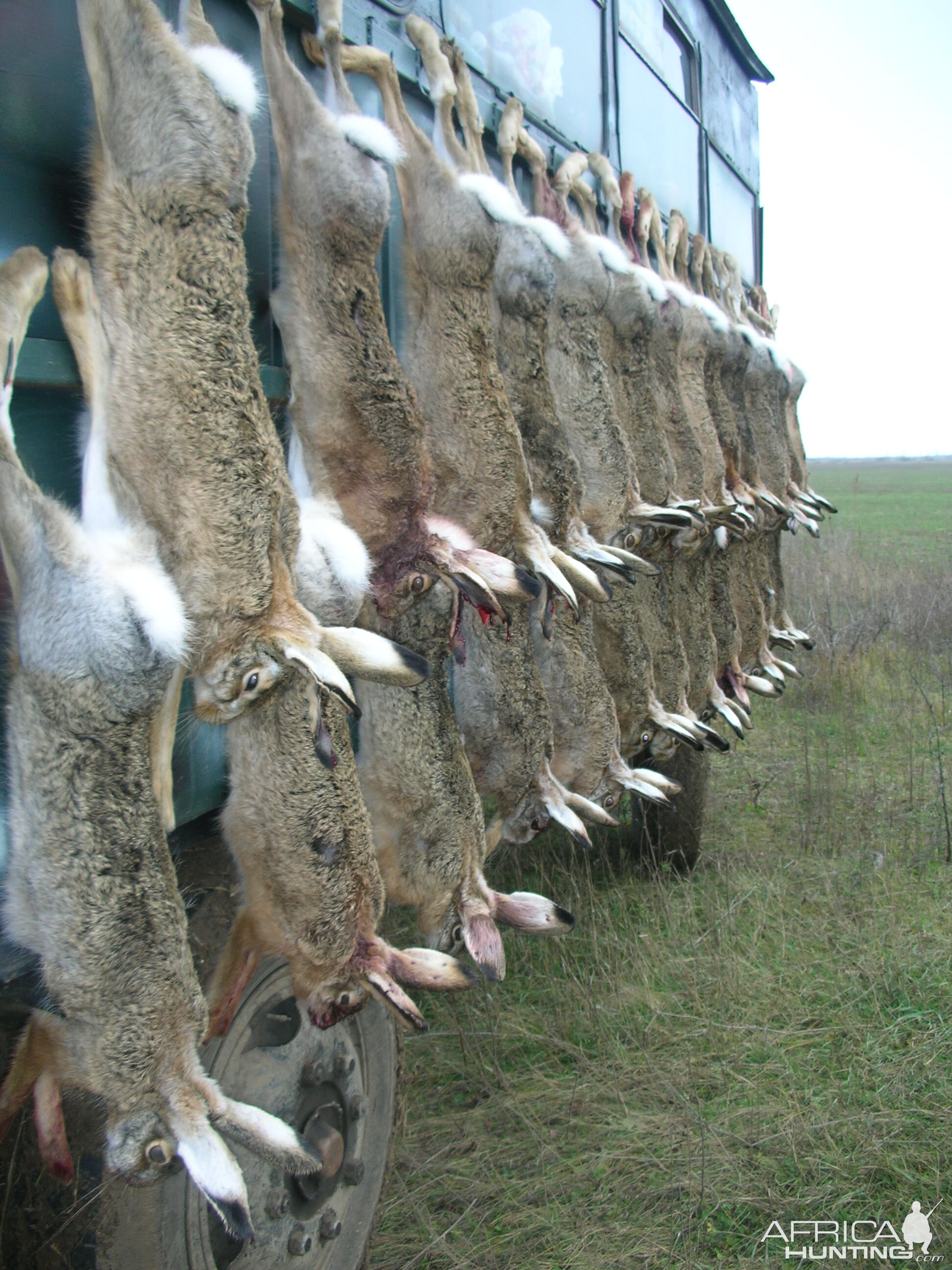 Hunting Hare Romania