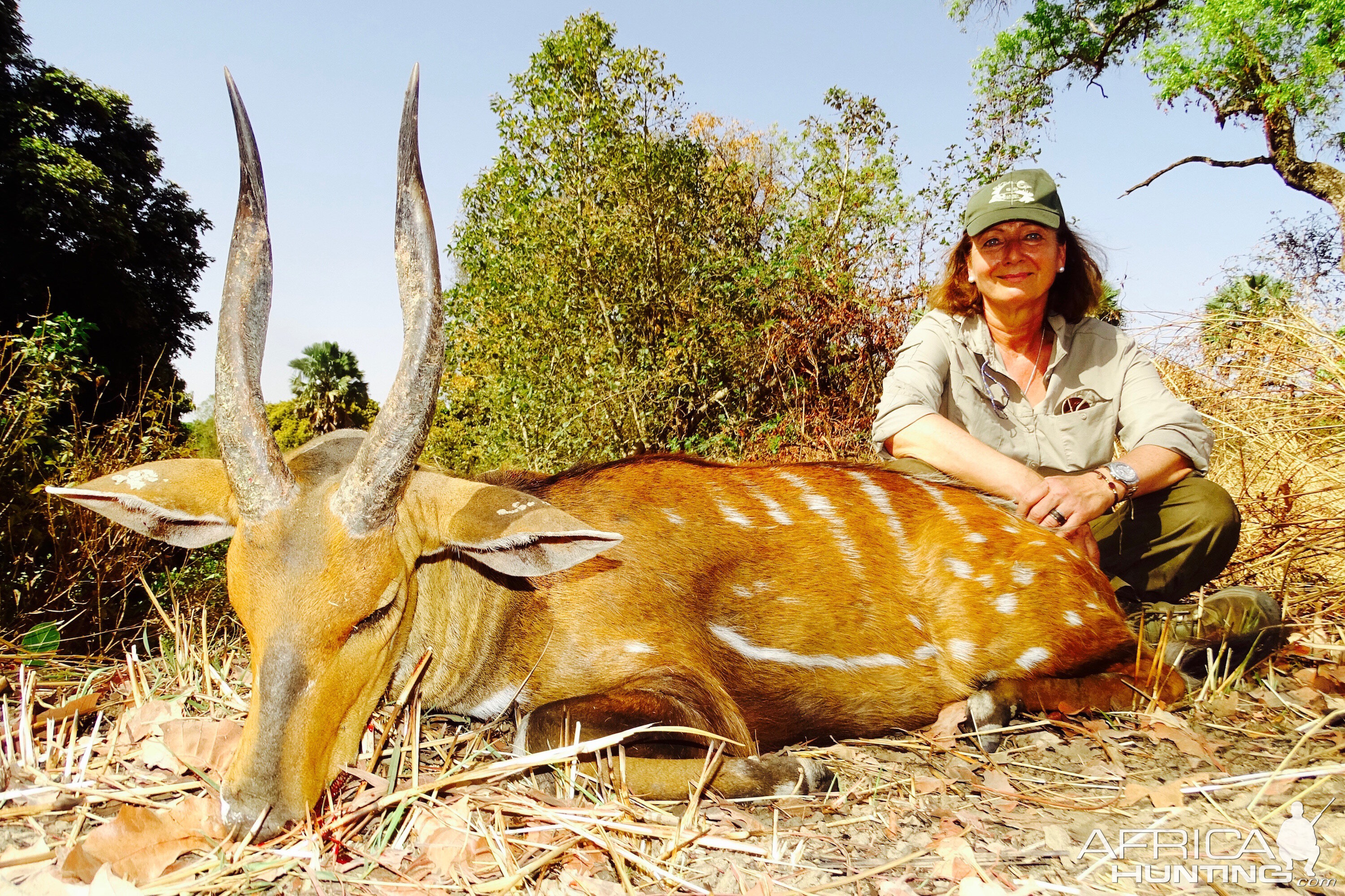 Hunting Harnessed Bushbuck Benin