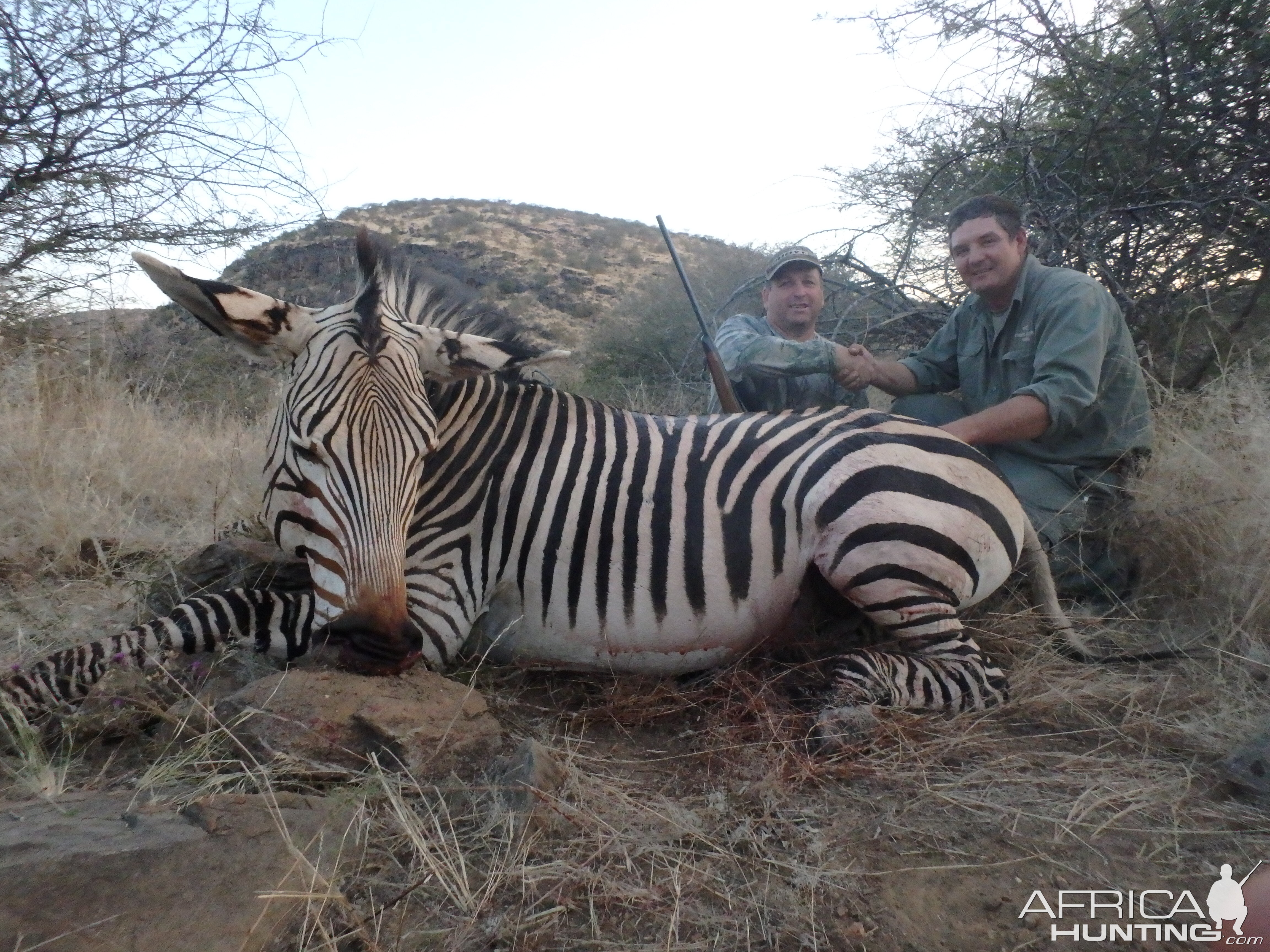 Hunting Hartmann Mountain Zebra Namibia