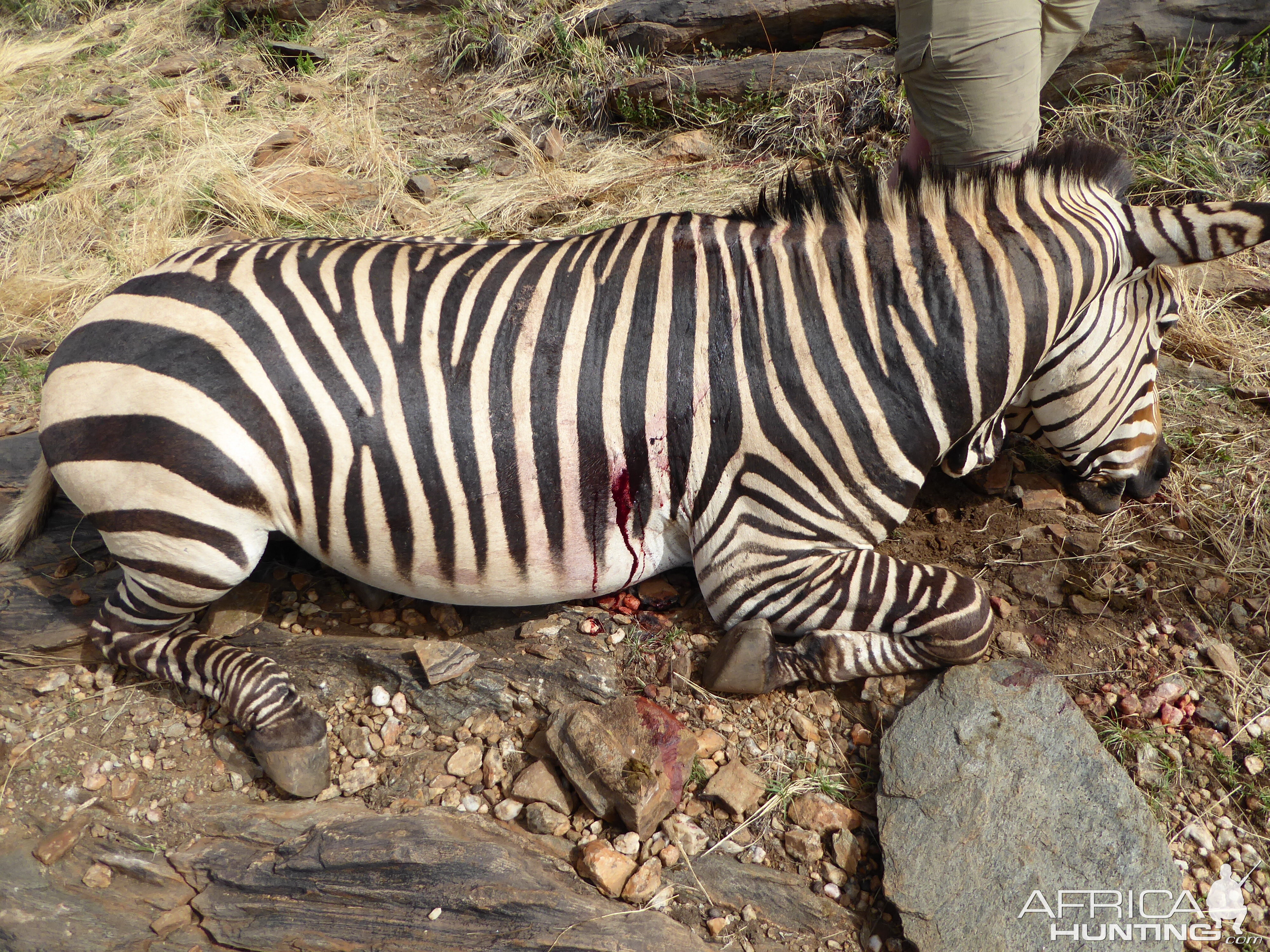 Hunting Hartmann's Mountain Zebra Namibia