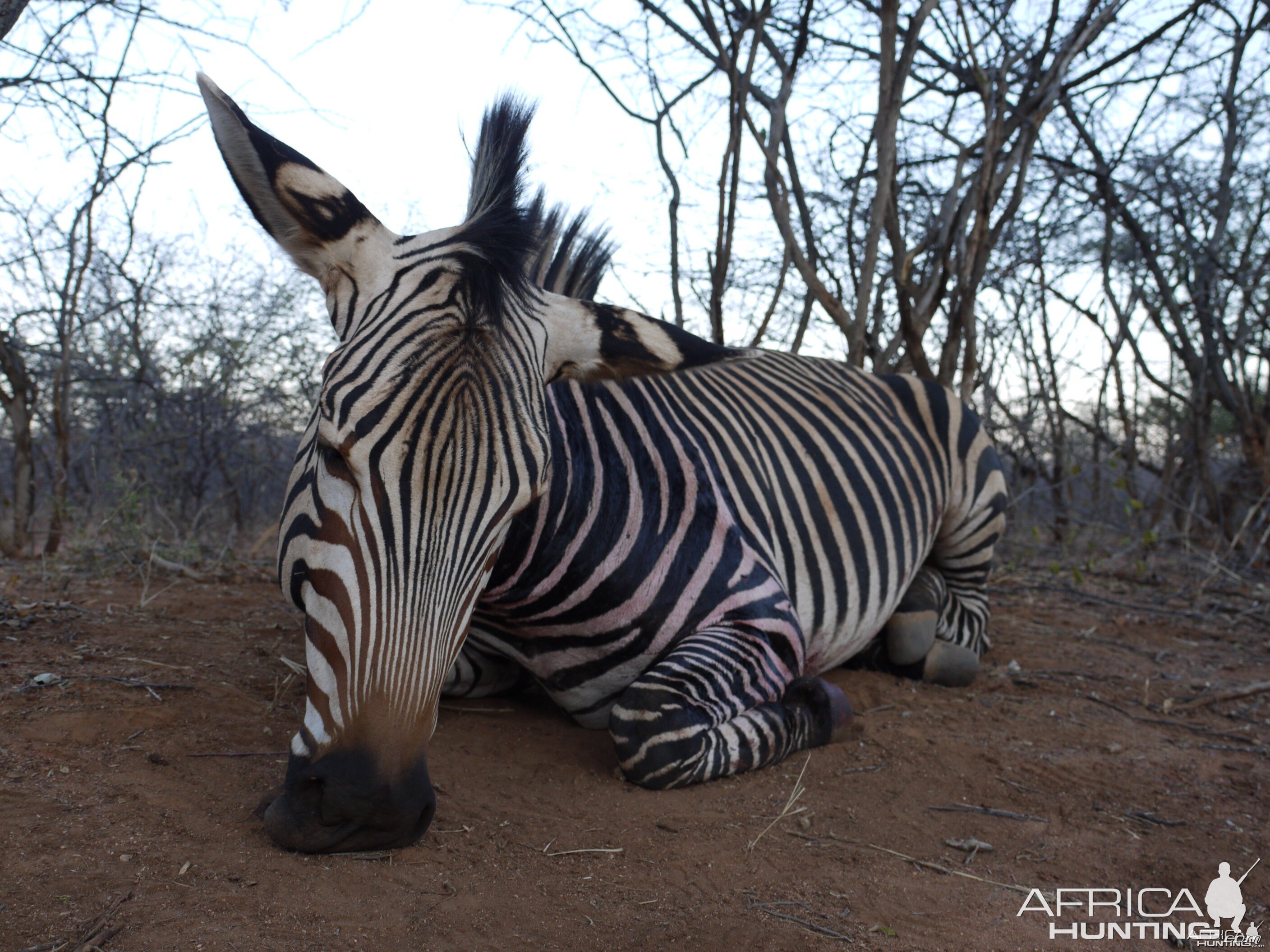 Hunting Hartmann's Zebra in Namibia