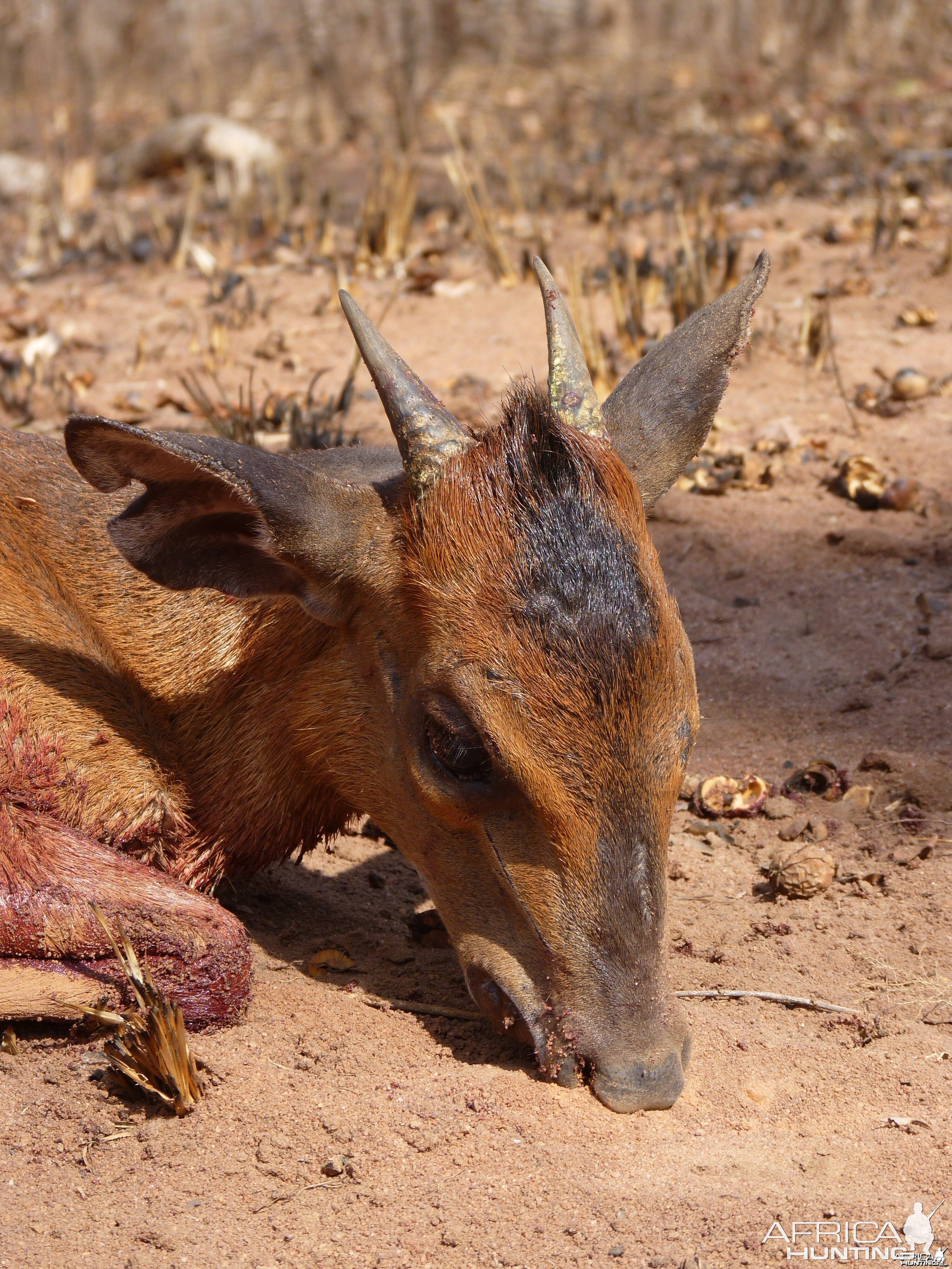 Hunting Harvey Duiker in Tanzania