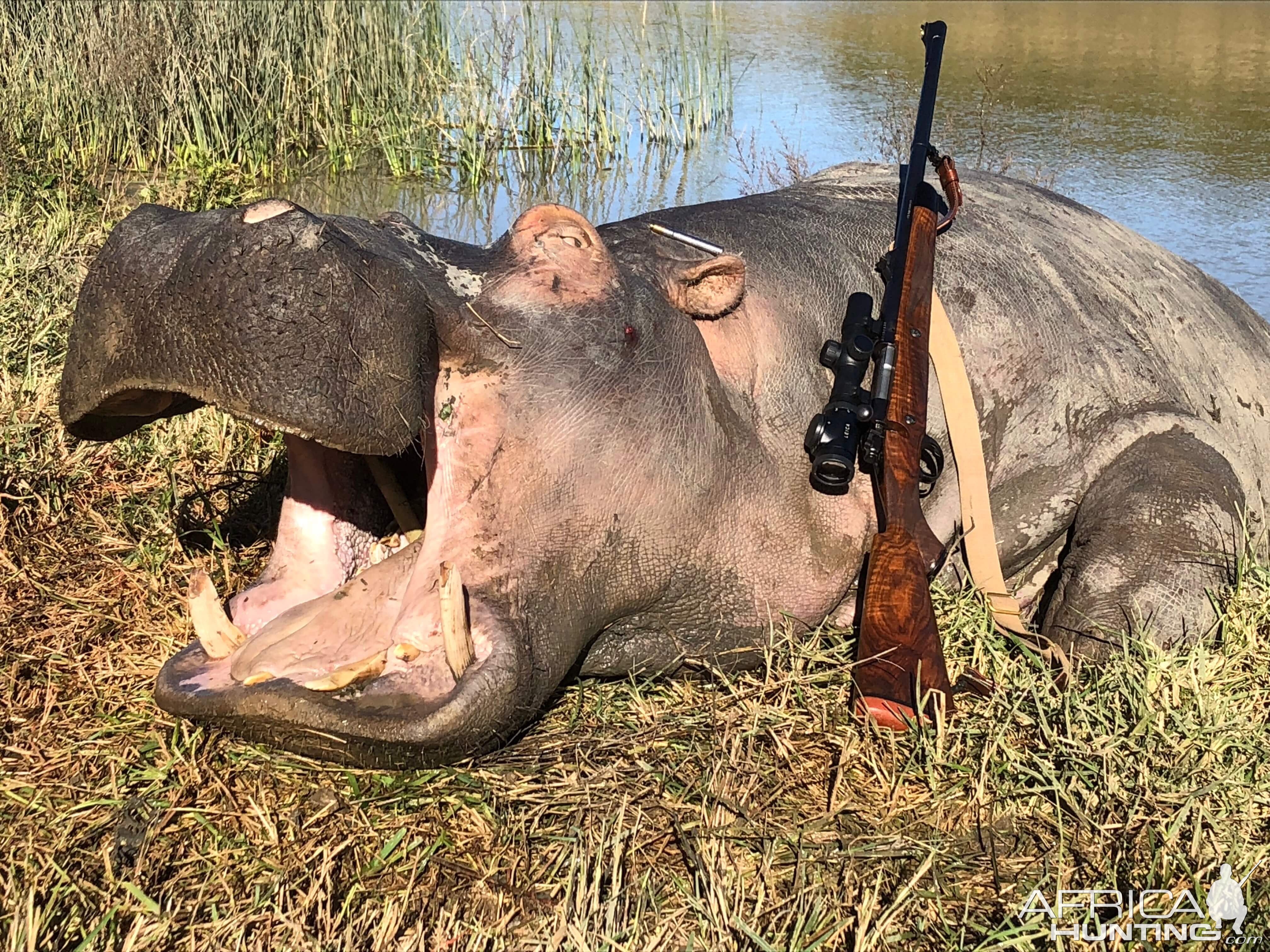 Hunting Hippo in South Africa