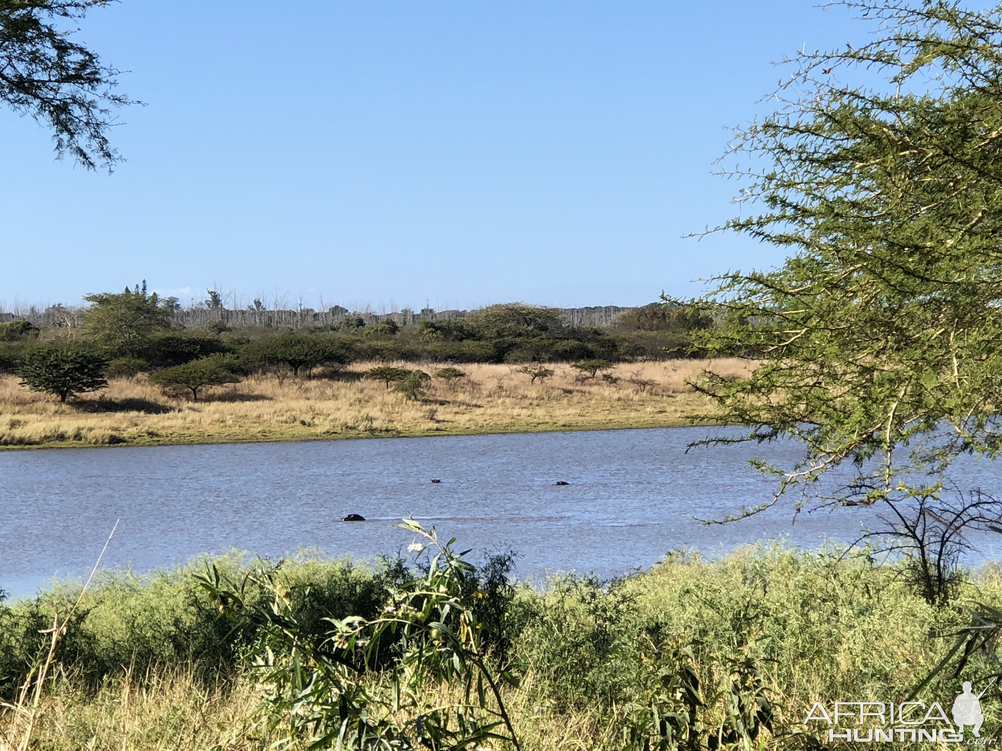 Hunting Hippo in South Africa