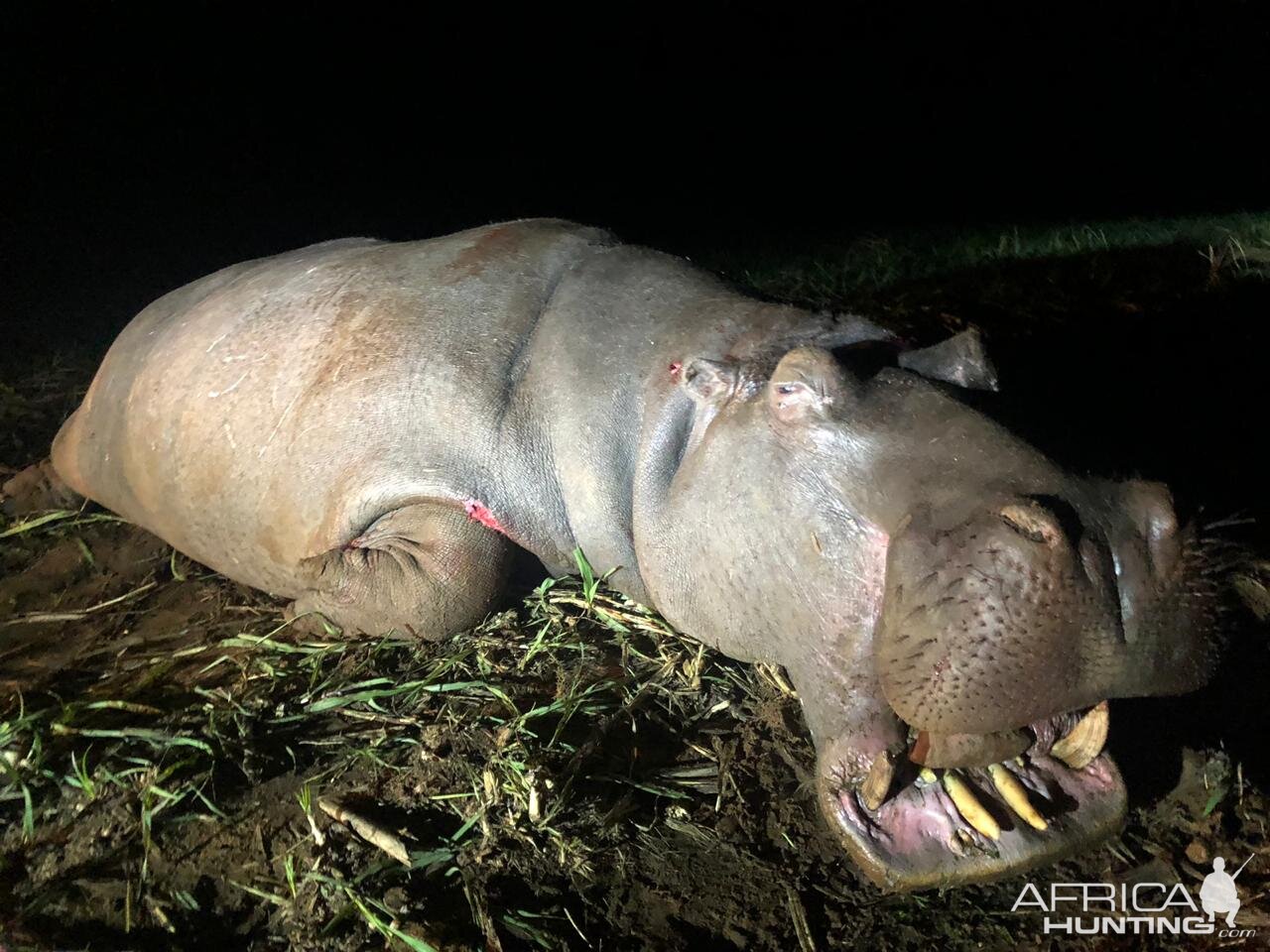 Hunting Hippo in South Africa