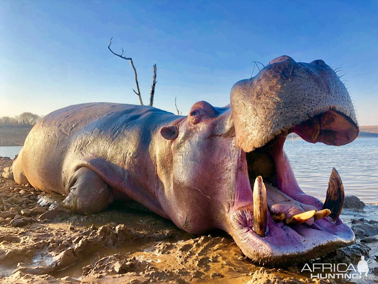 Hunting Hippo in South Africa