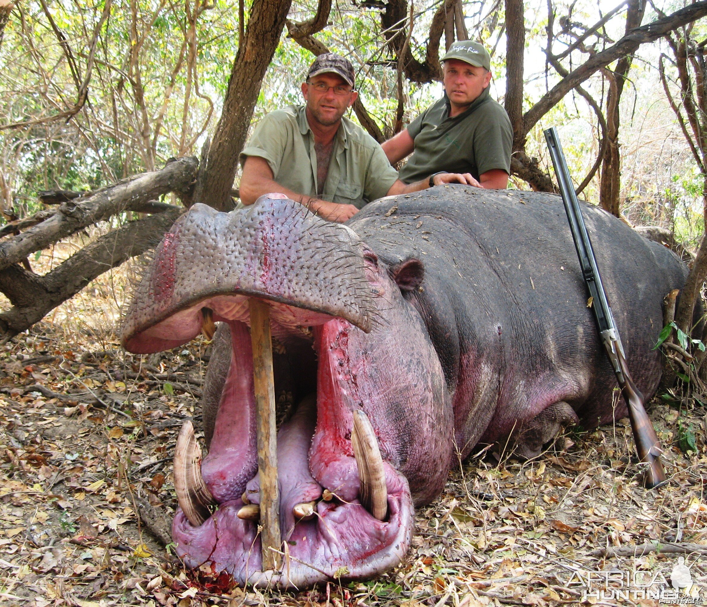 Hunting Hippo in Tanzania