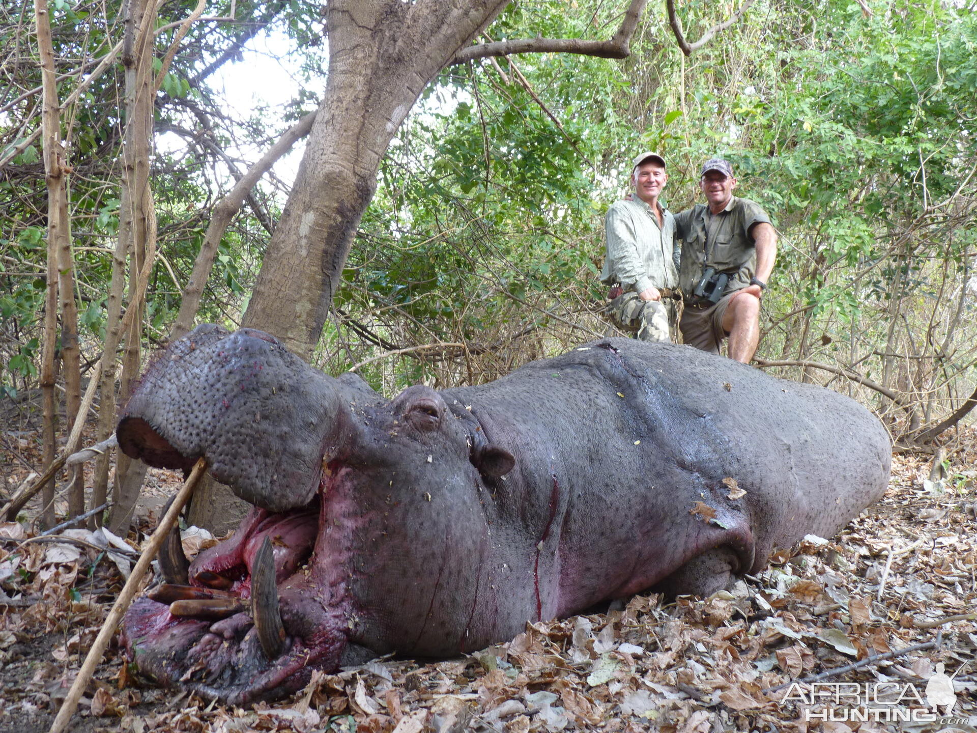 Hunting Hippo in Tanzania