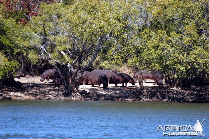 Hunting Hippo in Zambia