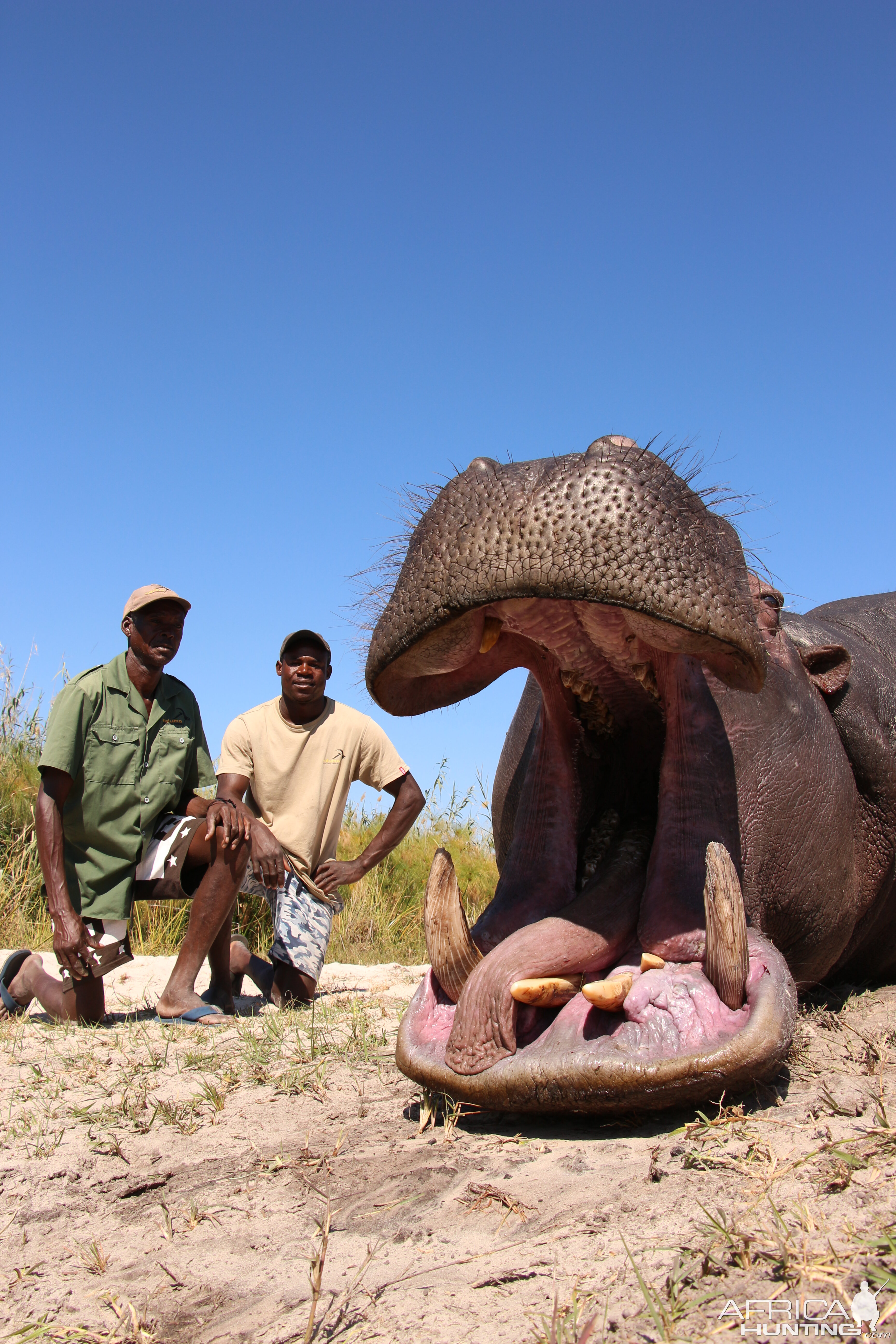 Hunting Hippo