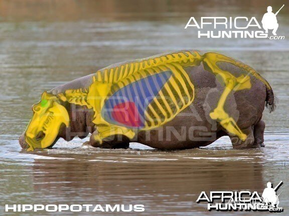 Hunting Hippopotamus Shot Placement