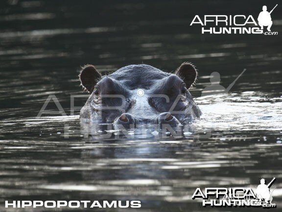 Hunting Hippopotamus Shot Placement