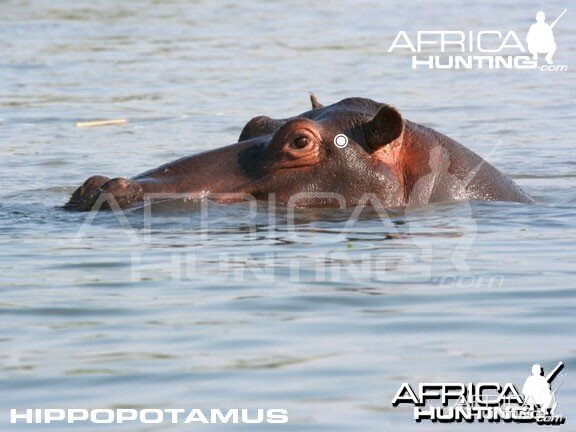 Hunting Hippopotamus Shot Placement