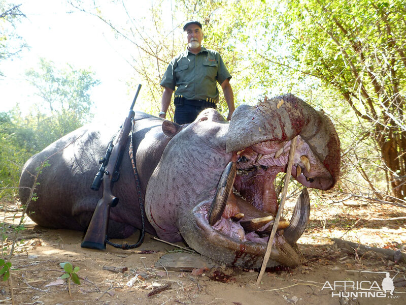 Hunting Hippopotamus Zimbabwe